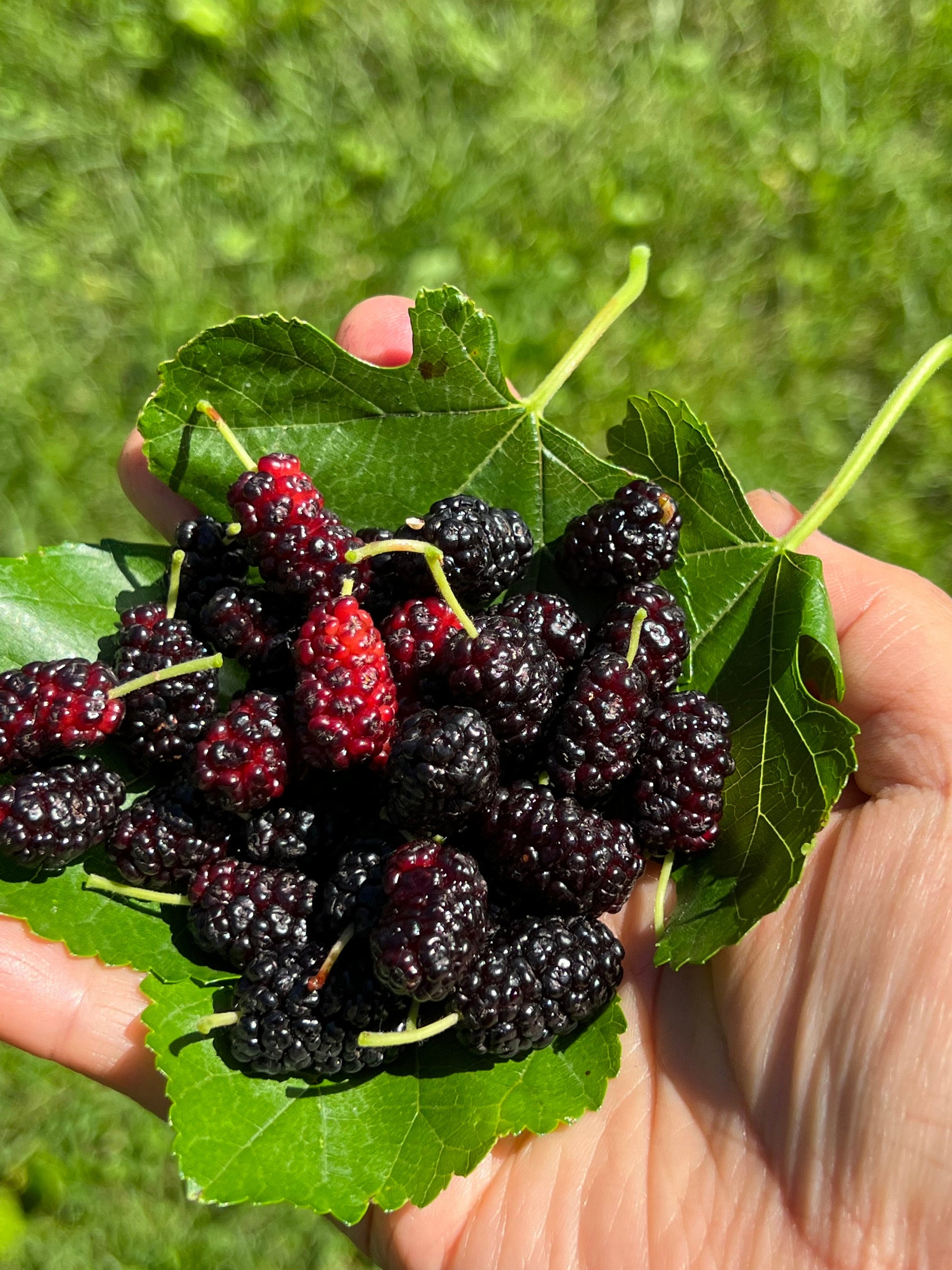 Perennial 15 Mulberry Cuttings Unrooted 5-8 inches