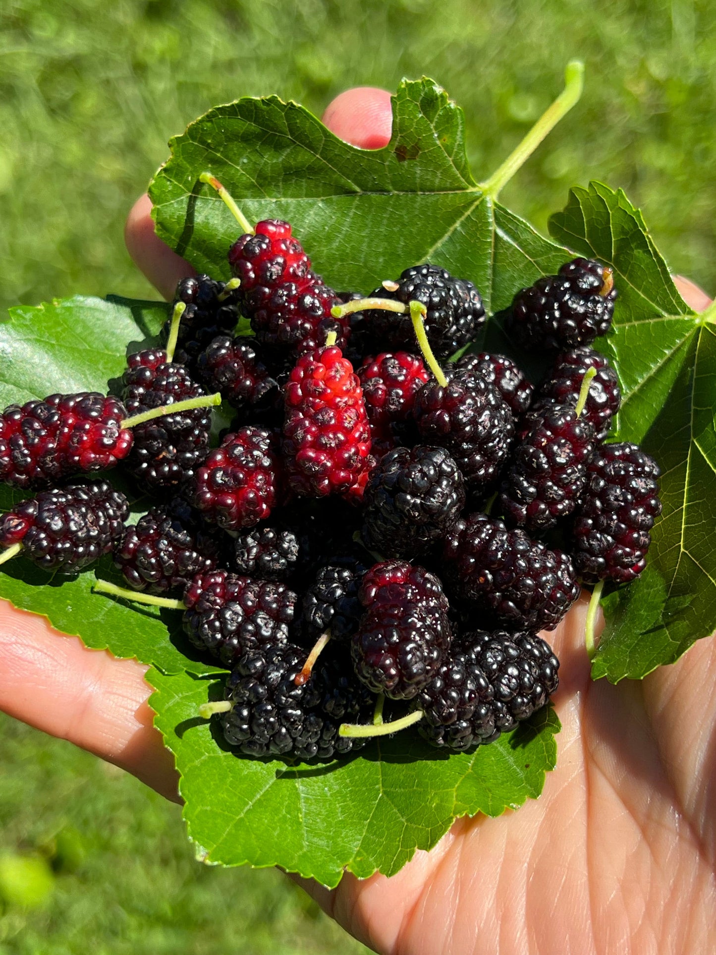 Perennial 15 Mulberry Cuttings Unrooted 5-8 inches
