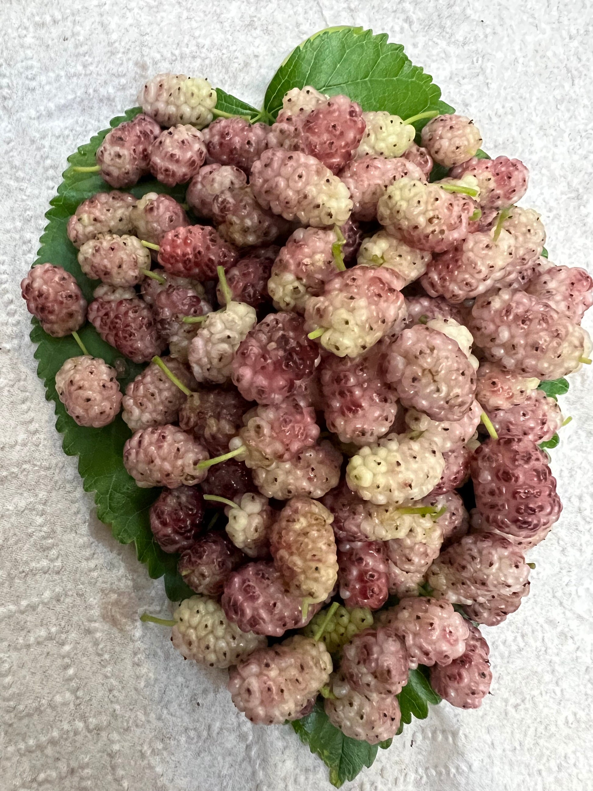 Perennial 15 Mulberry Cuttings Unrooted 5-8 inches