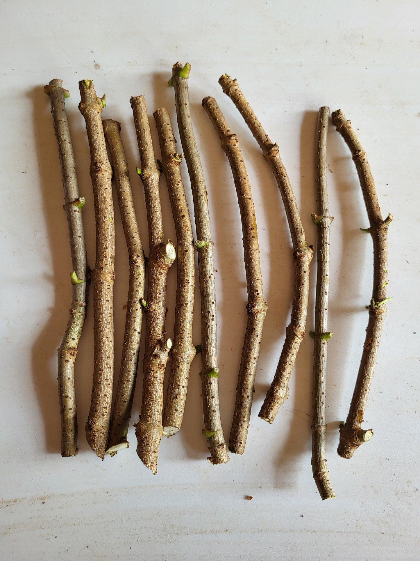 American Elderberry Sambucus Nigra Cuttings 10 cuttings live cuttings