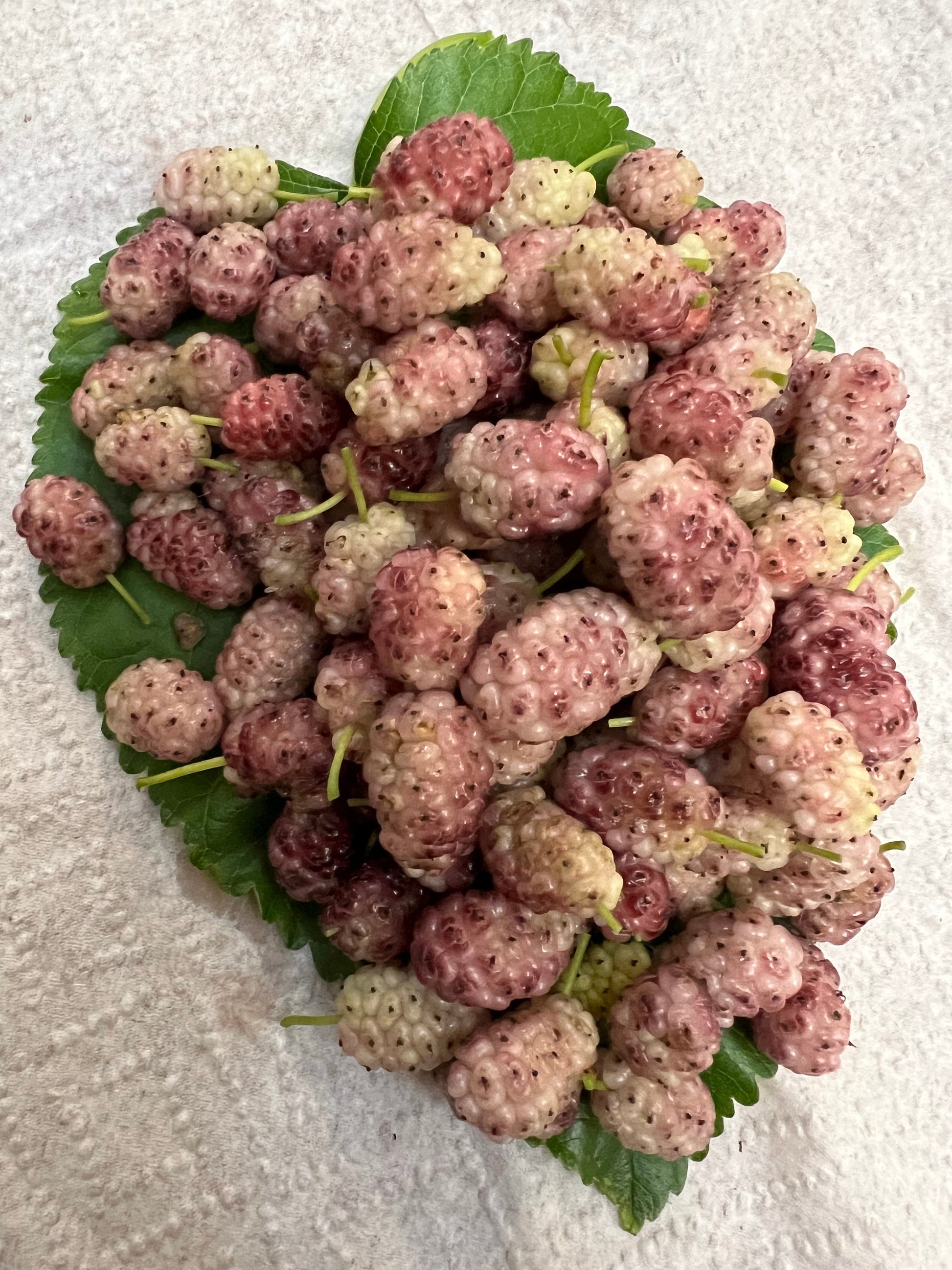 Perennial 15 Mulberry Cuttings Unrooted 5-8 inches