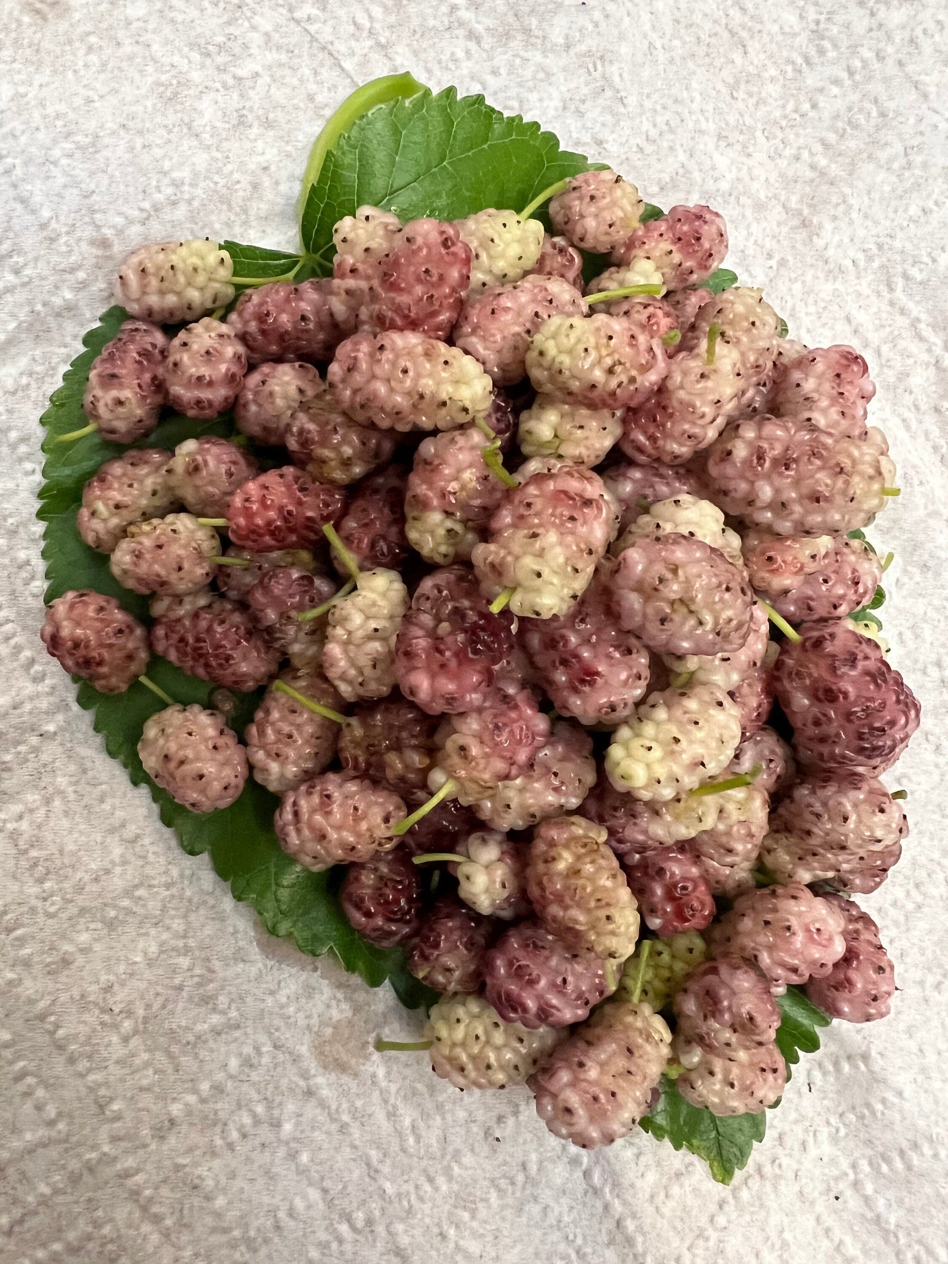 Perennial 15 Mulberry Cuttings Unrooted 5-8 inches