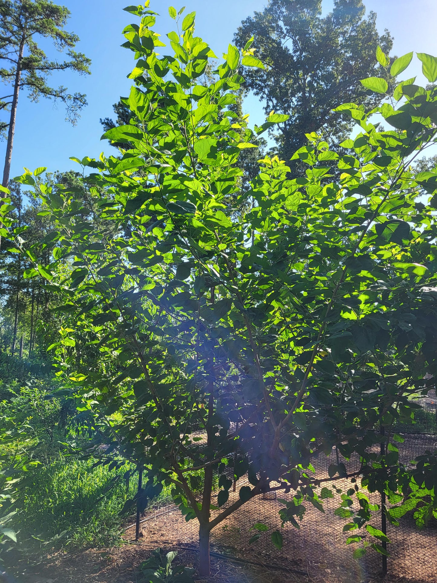 Homestead variety pack of cuttings fig cuttings elderberry cuttings mulberry cuttings fruit tree cuttings unrooted cuttings