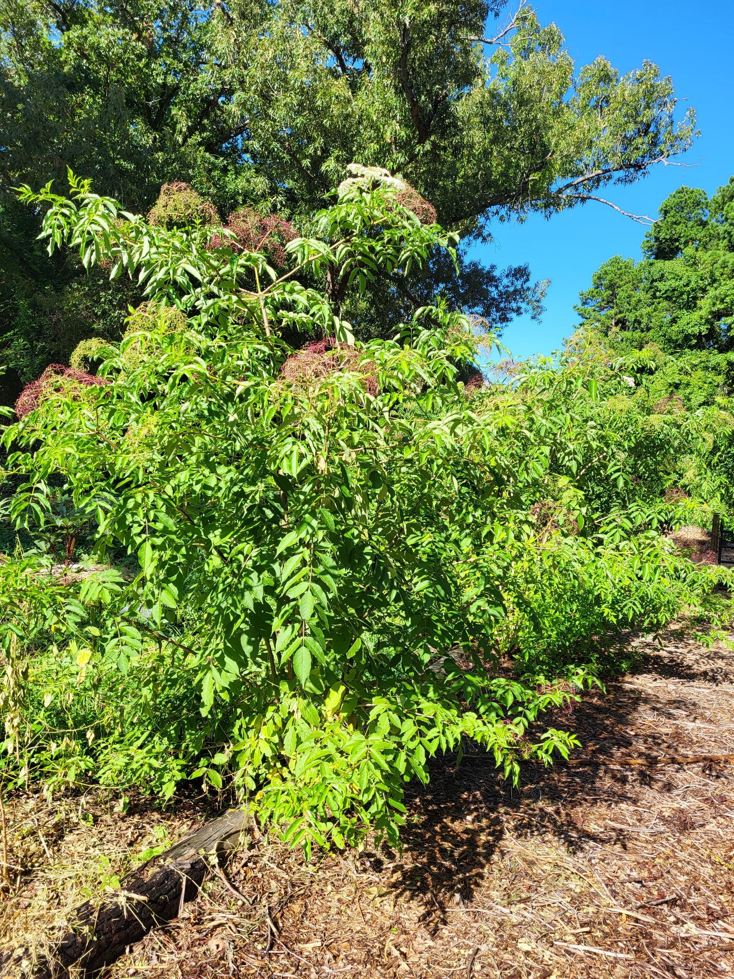 Homestead variety pack of cuttings fig cuttings elderberry cuttings mulberry cuttings fruit tree cuttings unrooted cuttings