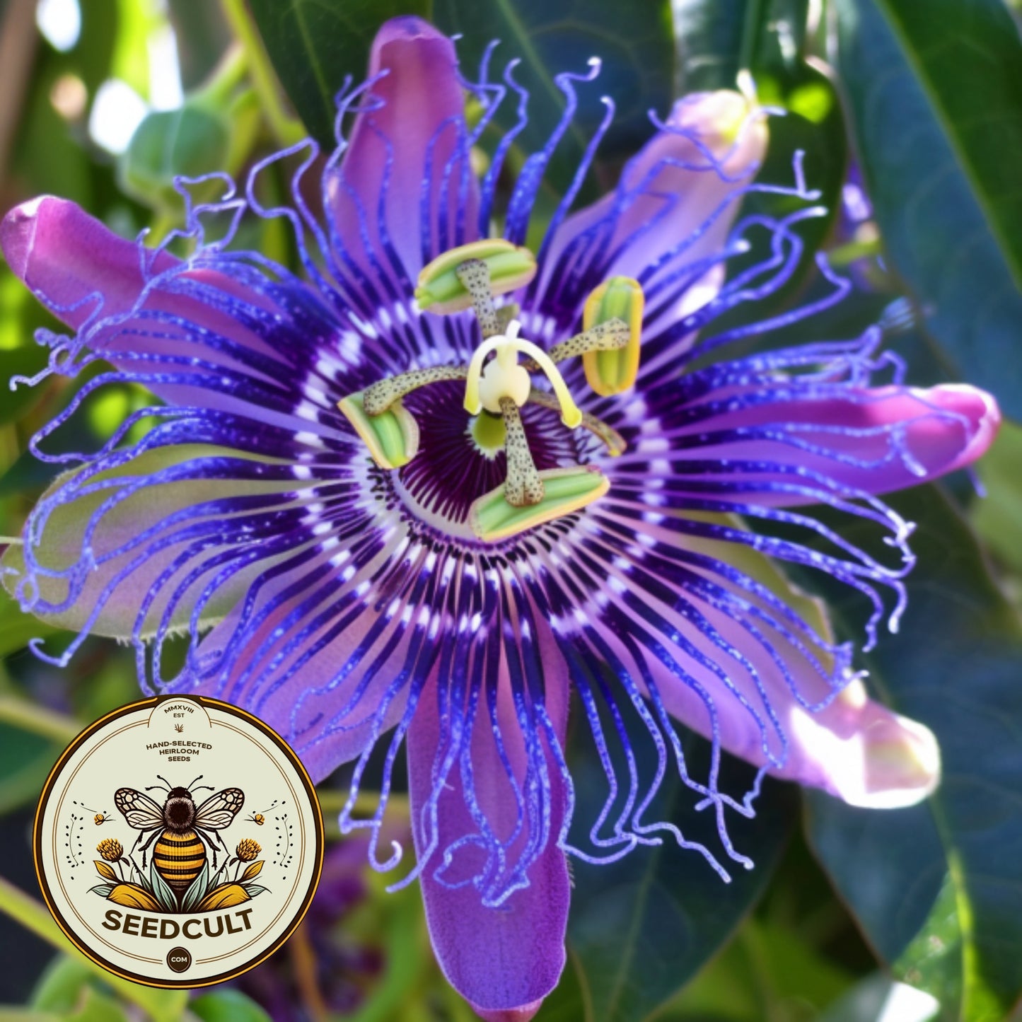 10 Purple Passion Flower Vine Seeds, Passiflora Incarnata, Maypop, PF0310
