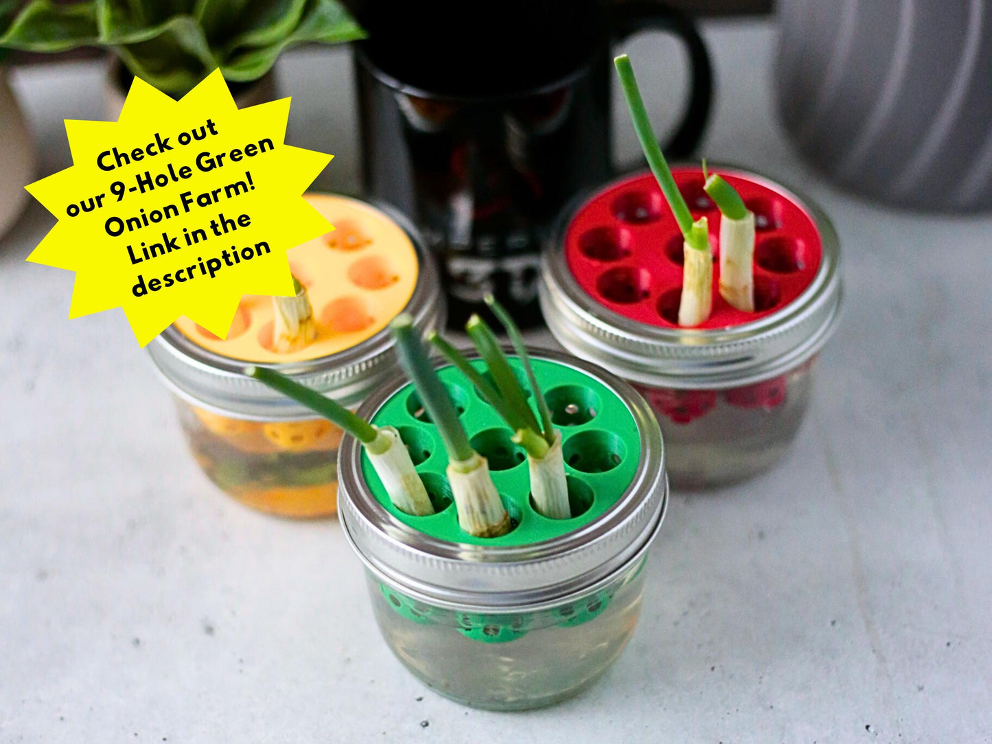 Lettuce and Celery Kitchen Re-Grow Farm | 3D Print for Wide Mouth Mason Jars | Hydroponics Net Pot | Kratky | Indoor Gardening