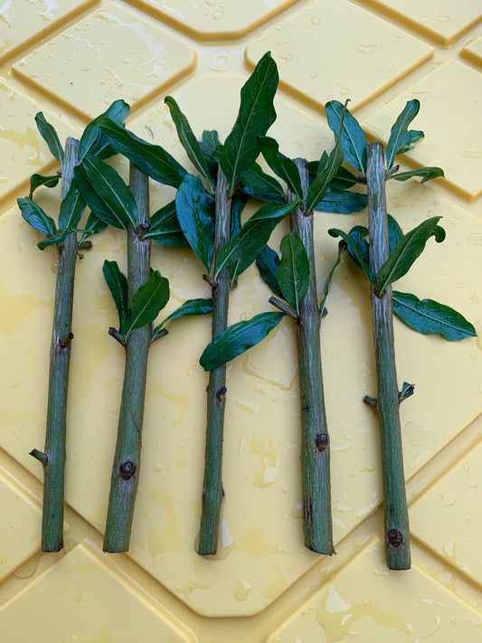 Free Shipping - Pomegranate (5) Cuttings from Mature Tree Plant