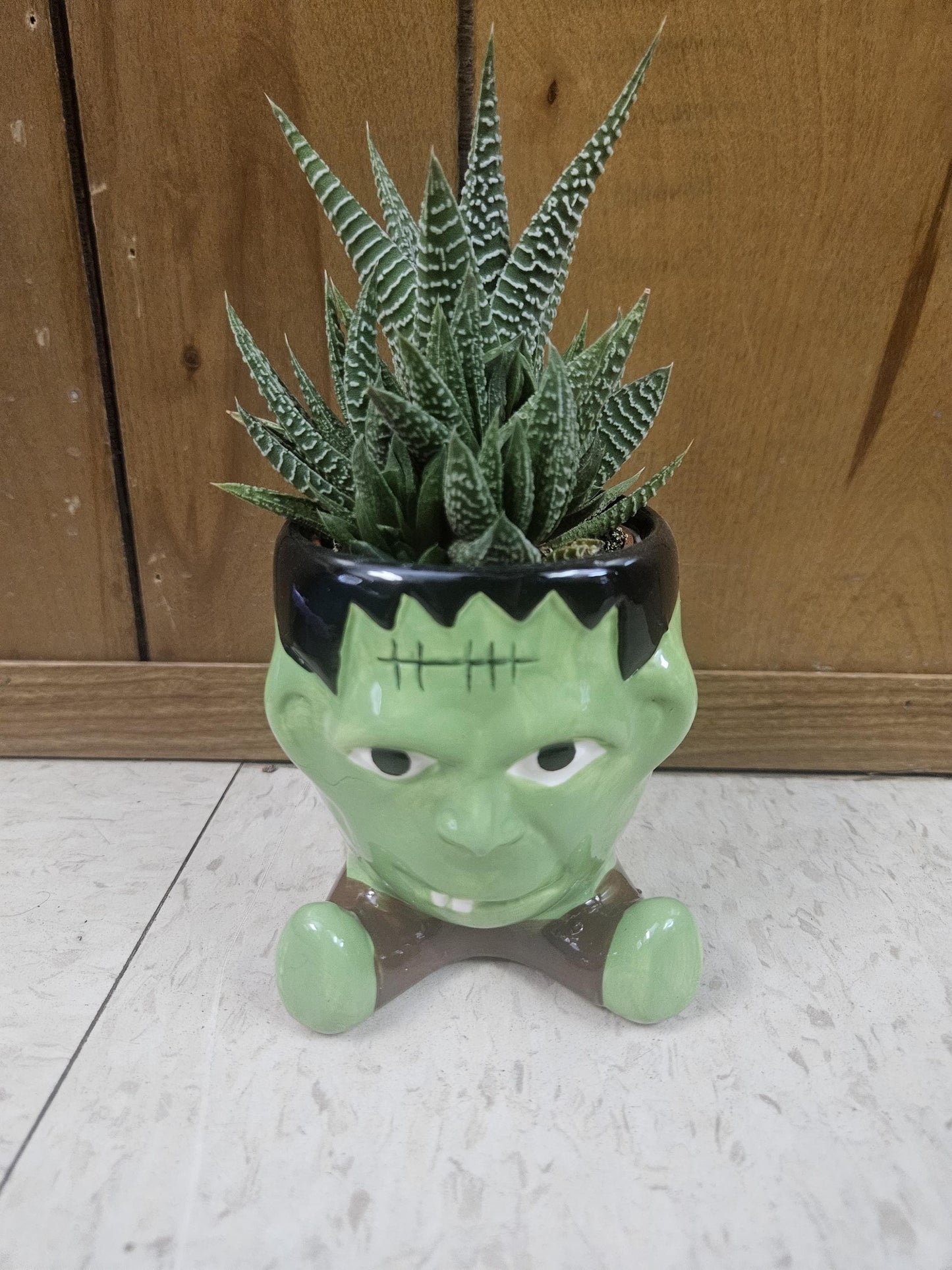 Halloween Monster Pots with Haworthia! Skeleton, Frankenstein, or a Mummy!