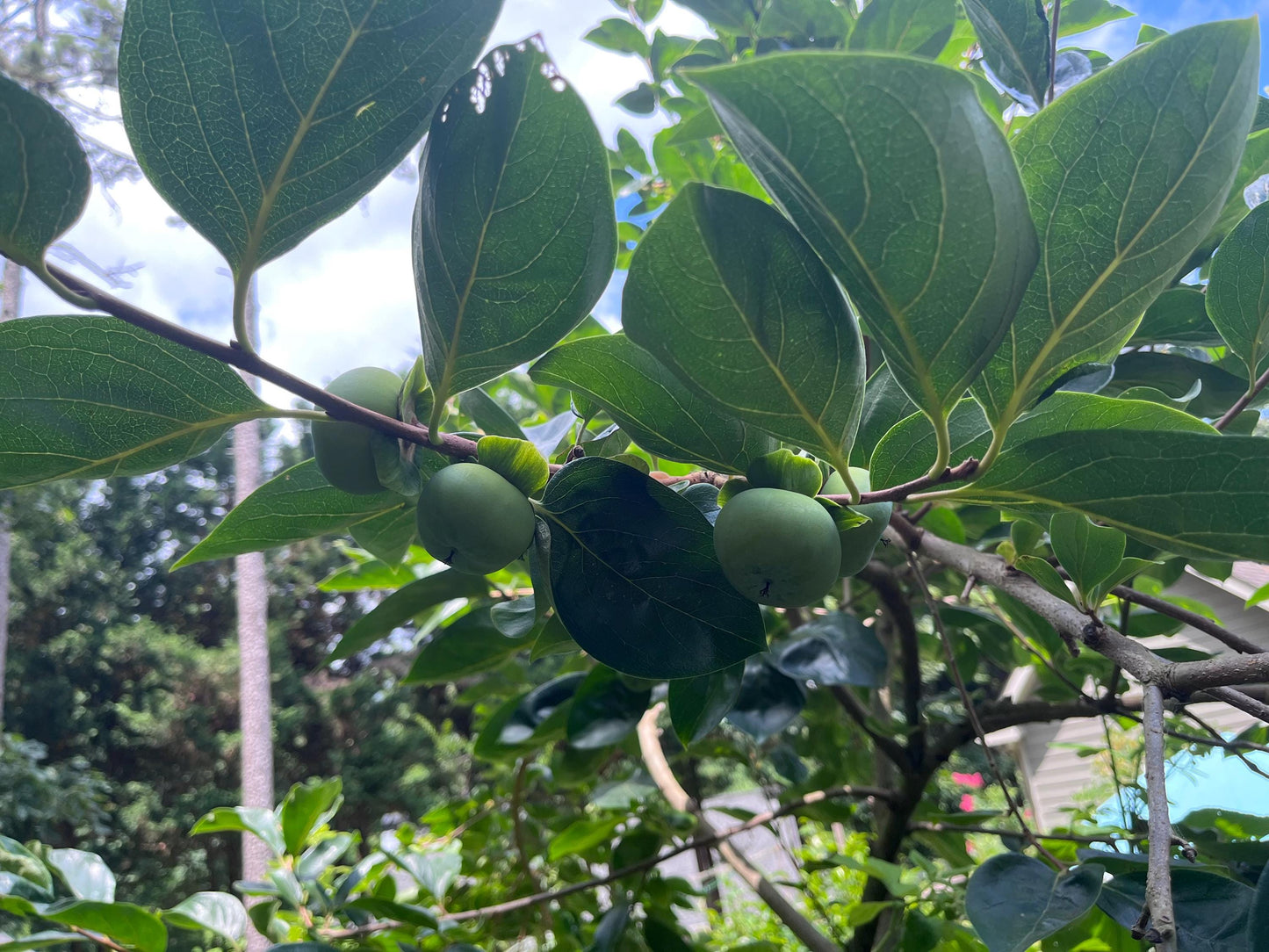 Grafting Cutting 3 pieces | Super Challenging | Fuyu Persimmon Tree Plant Edible Fruit