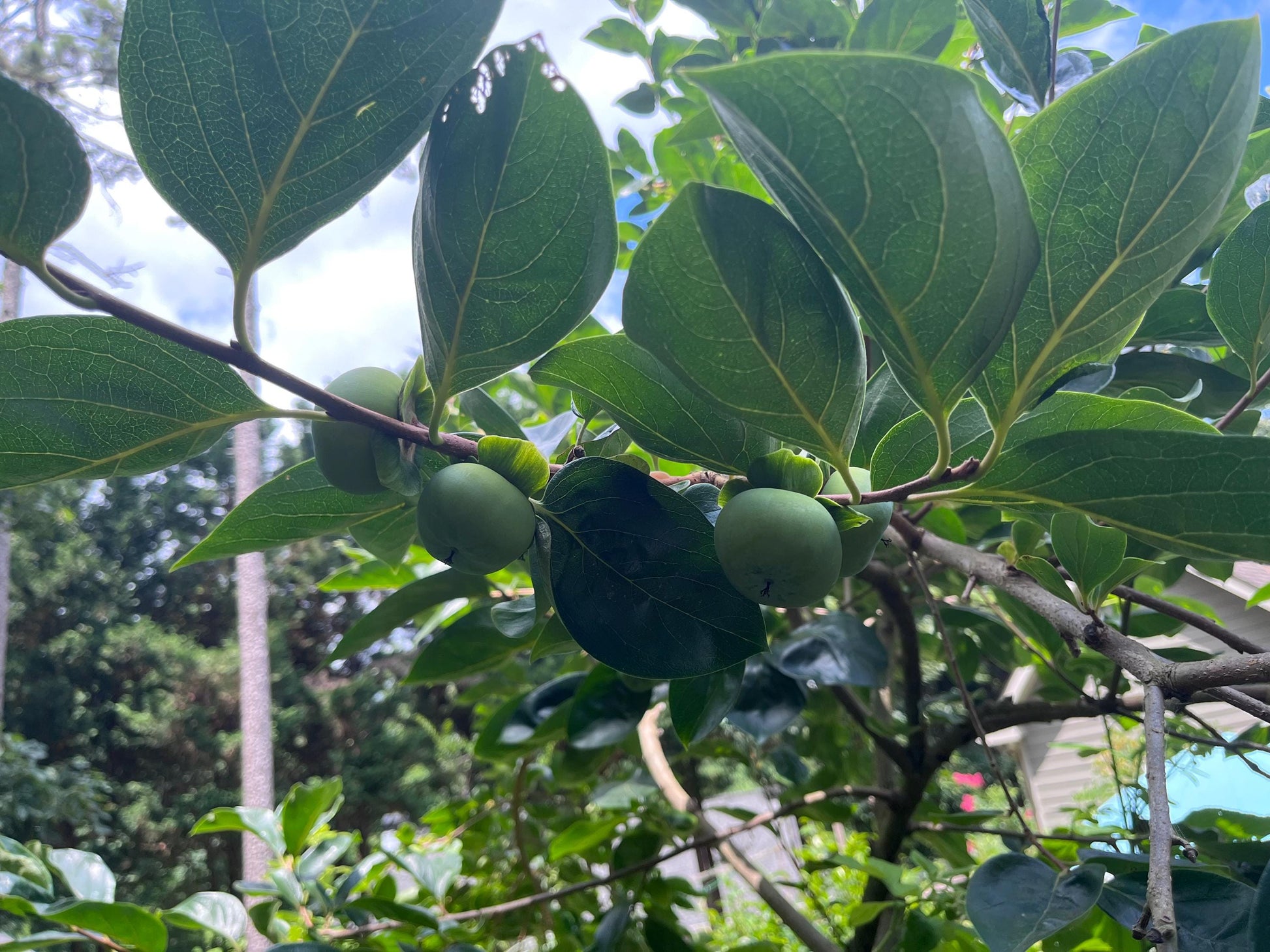 Grafting Cutting 3 pieces | Super Challenging | Fuyu Persimmon Tree Plant Edible Fruit