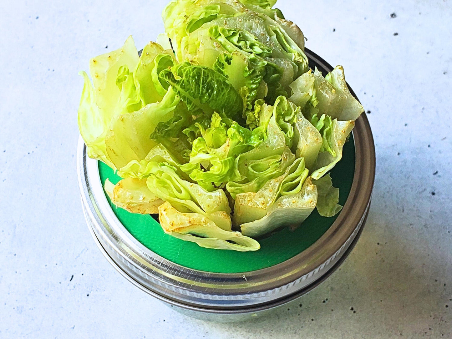 Lettuce and Celery Kitchen Re-Grow Farm | 3D Print for Wide Mouth Mason Jars | Hydroponics Net Pot | Kratky | Indoor Gardening