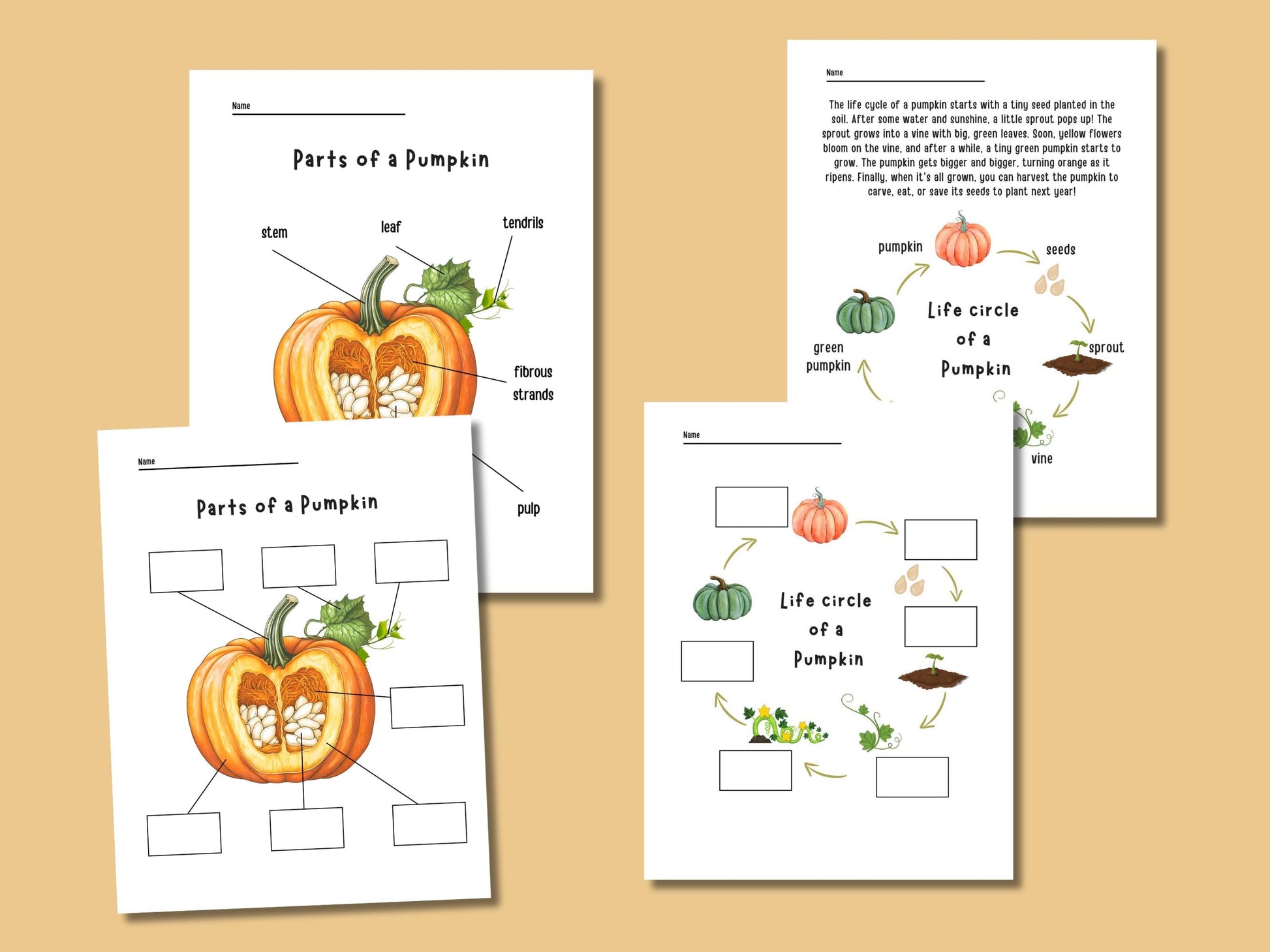 Pumpkin Unit Study, Educational Activities for Preschool, Science, Life Cycle, Anatomy, Homeschool, Montessori,Fall worksheet