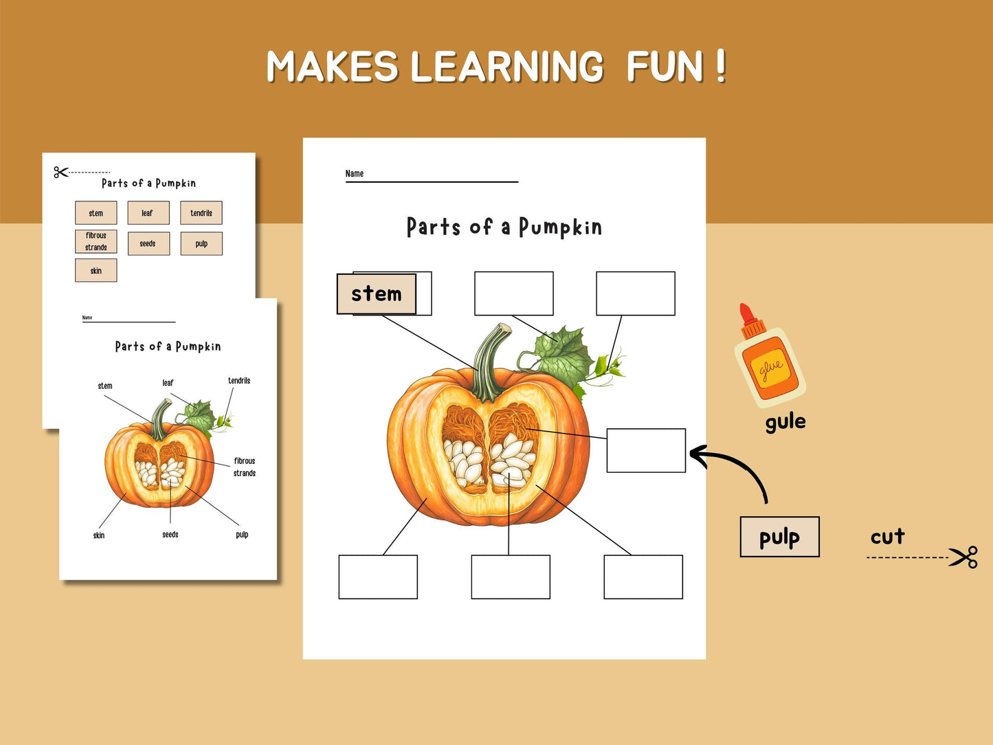 Pumpkin Unit Study, Educational Activities for Preschool, Science, Life Cycle, Anatomy, Homeschool, Montessori,Fall worksheet