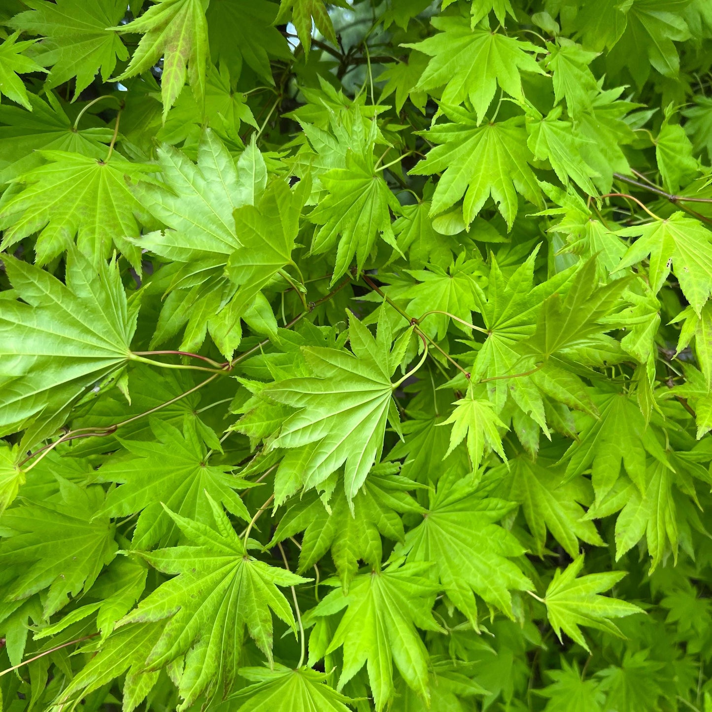 Moonrise Full Moon Japanese Maple Tree (Acer Shirasawanum 'Moonrise') Seeds - NEW FOR FALL 2024