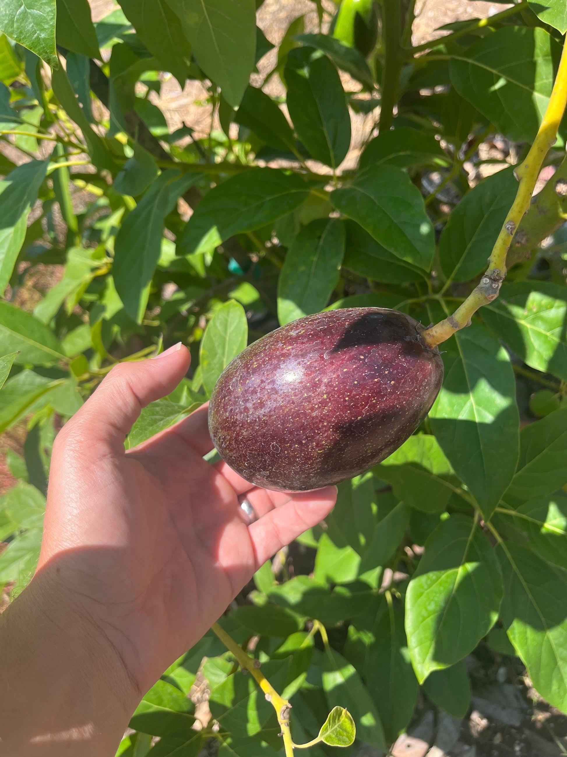 Avocado Scions/Cuttings (Budwood) for grafting