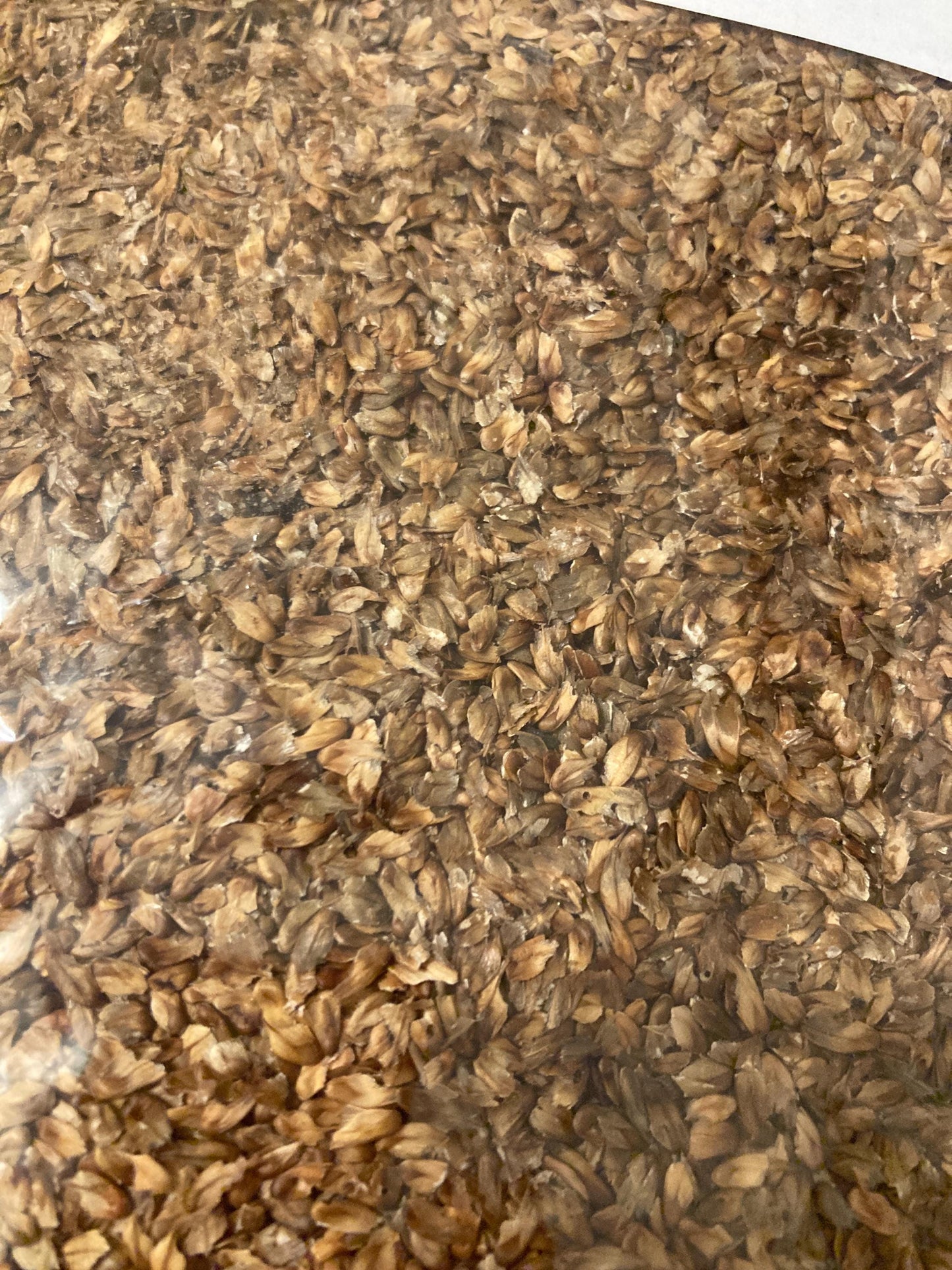 Horsetail Beefwood Tree Seeds (CASUARINA EQUISETIFOLIA ) (Beach Sheoak, Ironwood, Australian Pine, Filao Tree, She-oak)