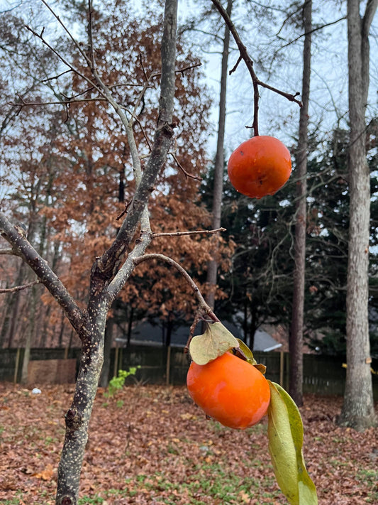 Grafting Cutting 3 pieces | Super Challenging | Fuyu Persimmon Tree Plant Edible Fruit