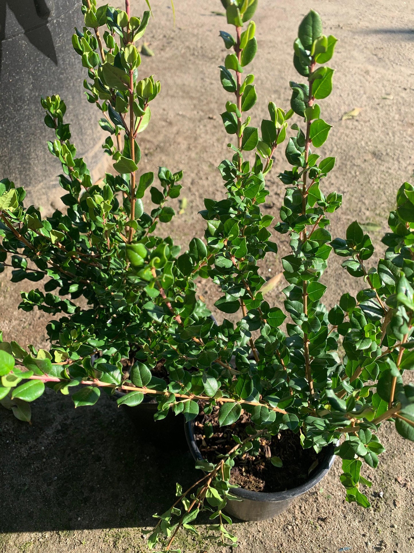 New* blueberry guava (luma apiculata) 1 live plant ship in 6" pot