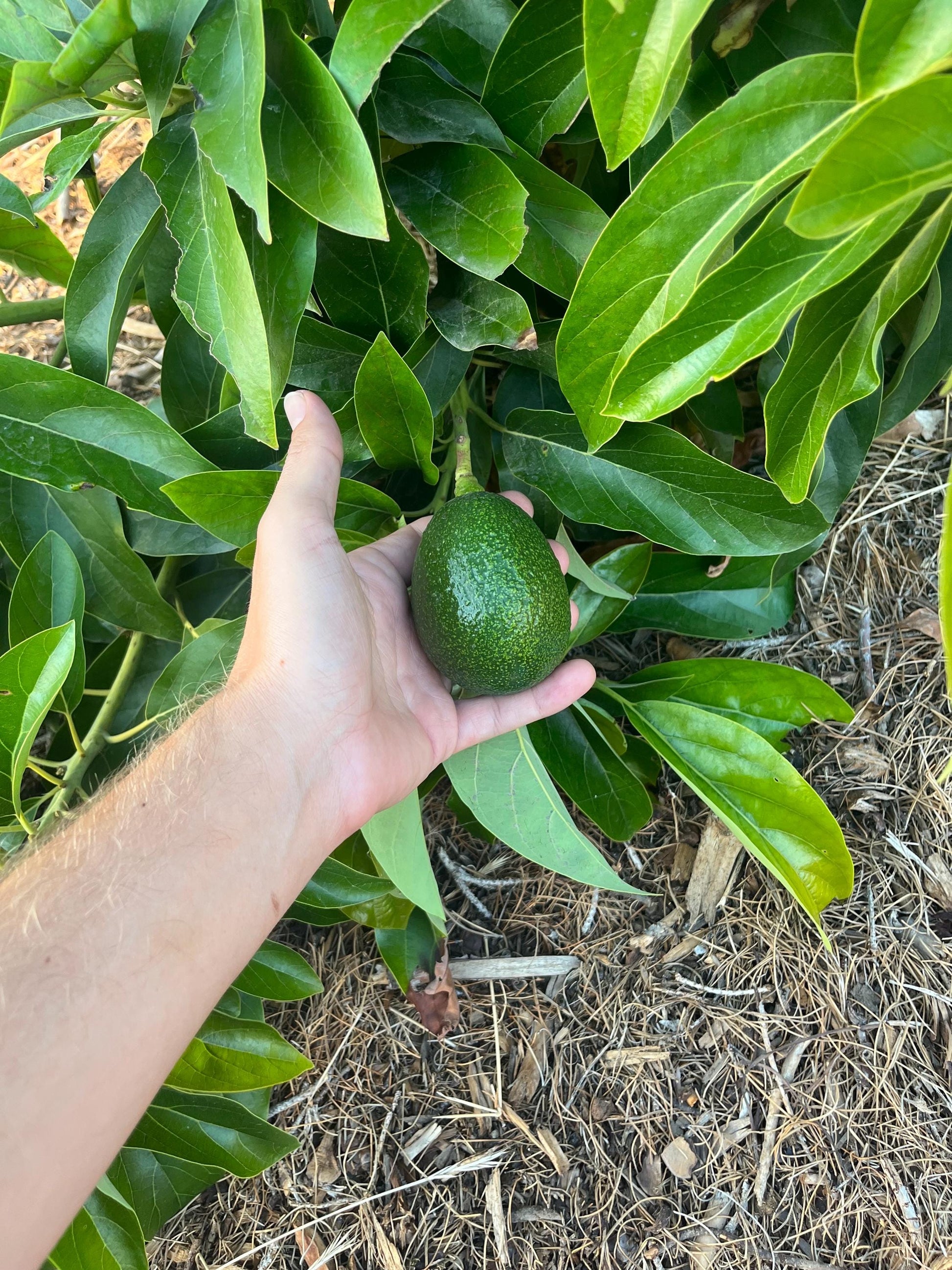 Avocado Scions/Cuttings (Budwood) for grafting