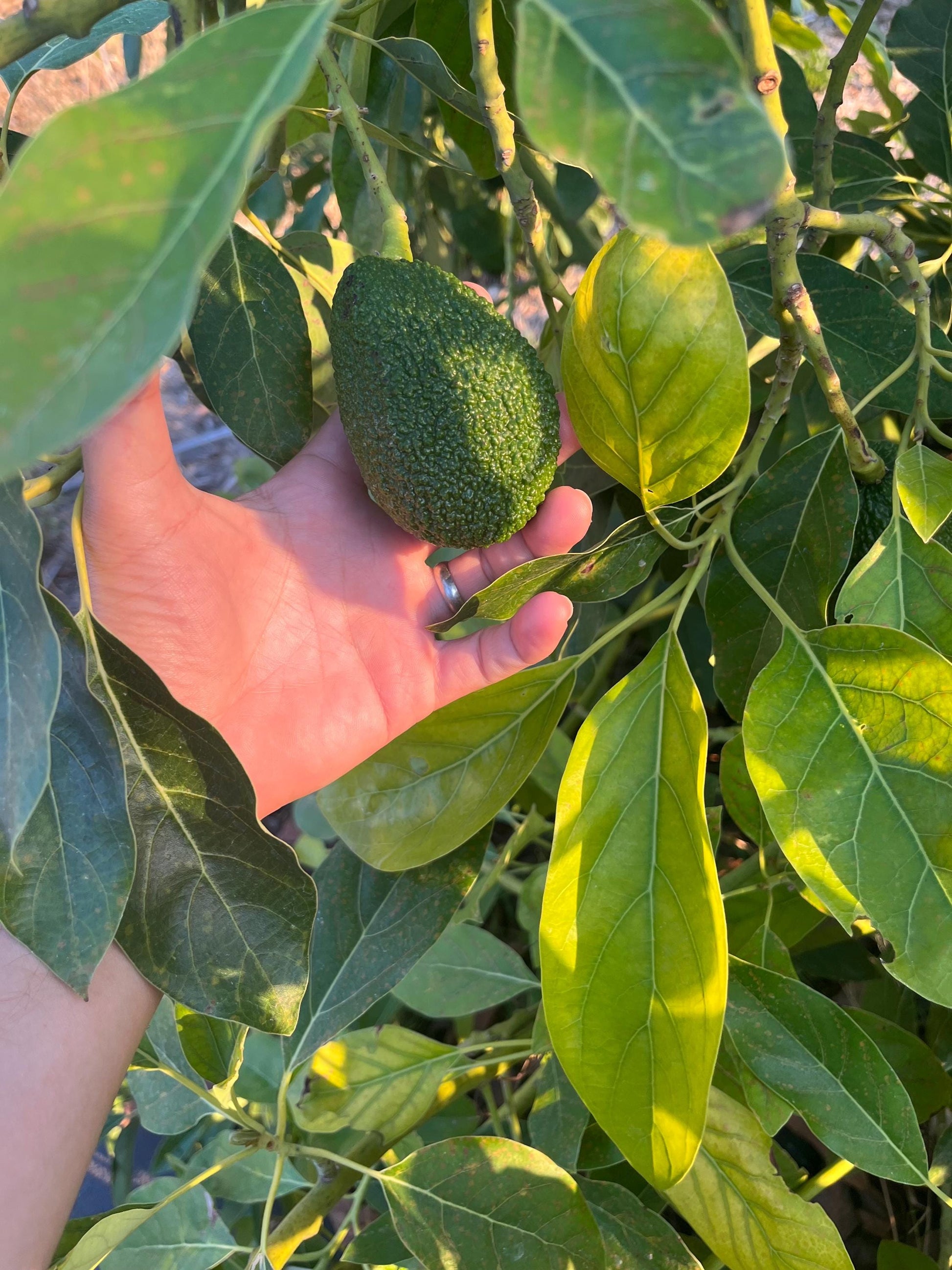 Avocado Scions/Cuttings (Budwood) for grafting