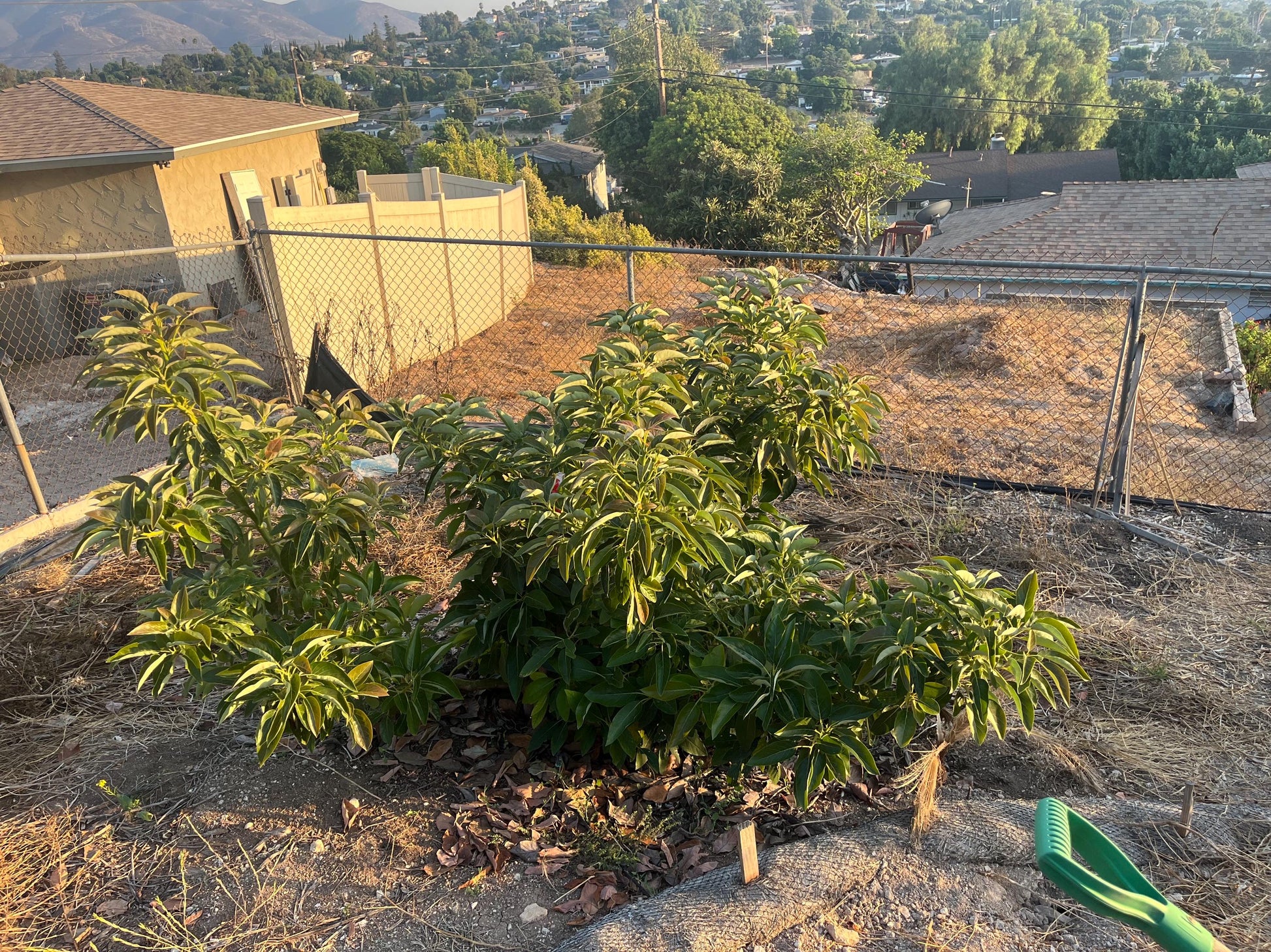 Avocado Scions/Cuttings (Budwood) for grafting