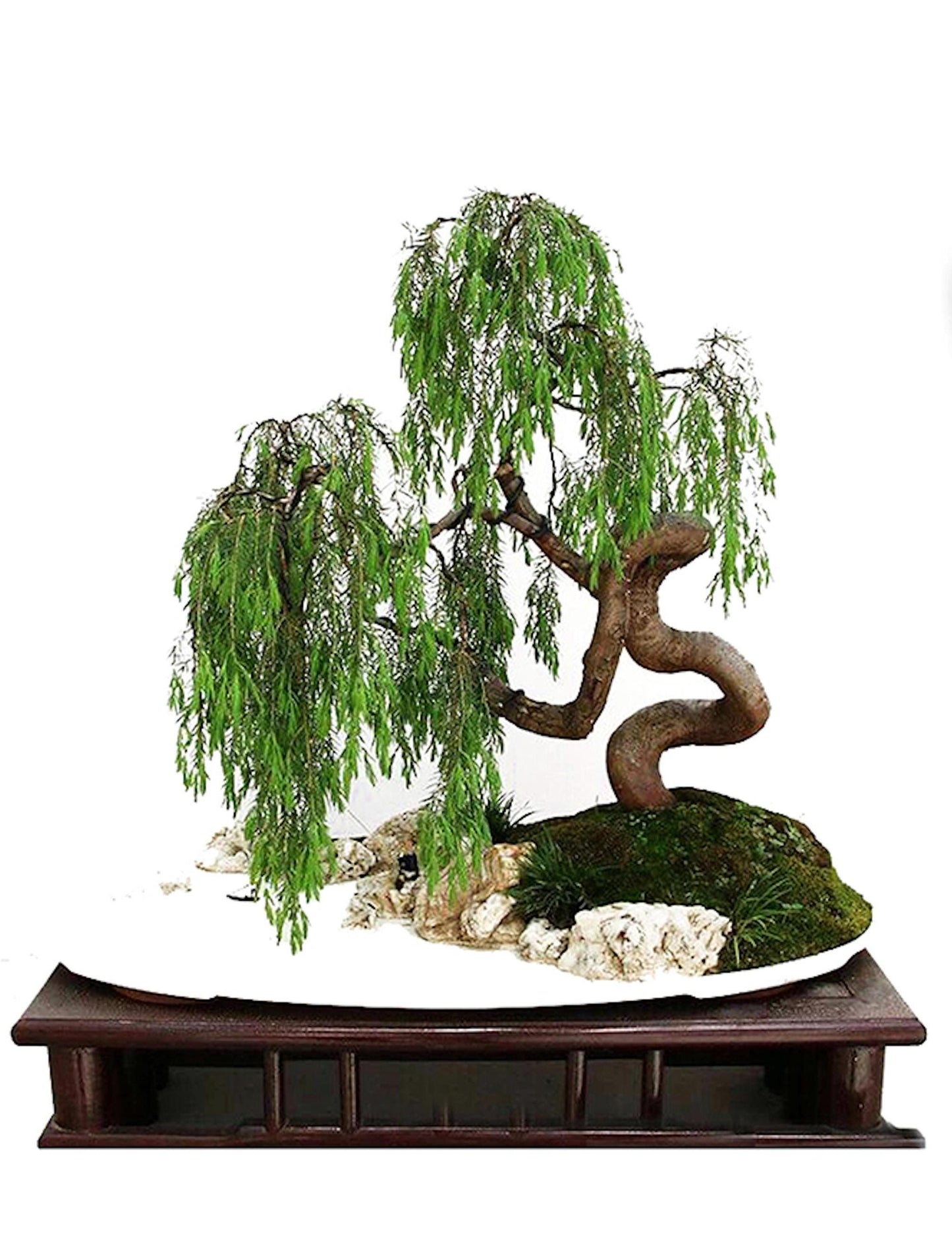 2 (two) Green Dragon Dwarf Australian Bonsai Willow Tree Cutting Kit -Indoor/Outdoor Thick Trunk Live Bonsai Tree Root