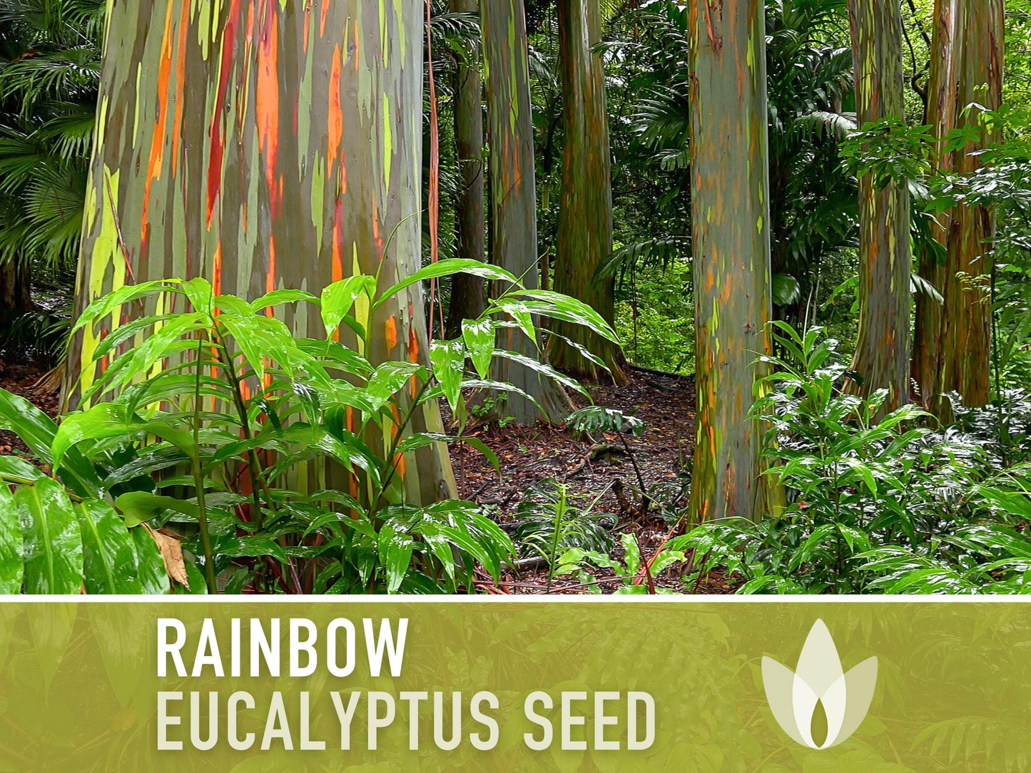Eucalyptus Rainbow Gum Tree - 100 Seeds - Heirloom Seeds, Indonesian Gum, Fast Growing, Ornamental, Shade Tree, Eucalyptus Deglupta, Non-GMO