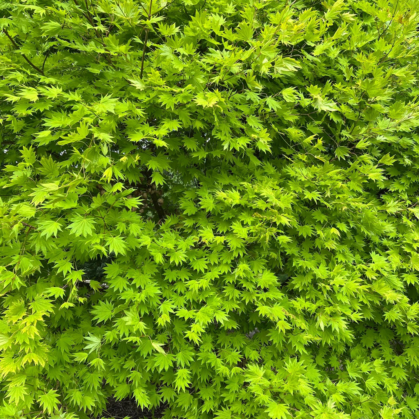 Moonrise Full Moon Japanese Maple Tree (Acer Shirasawanum 'Moonrise') Seeds - NEW FOR FALL 2024