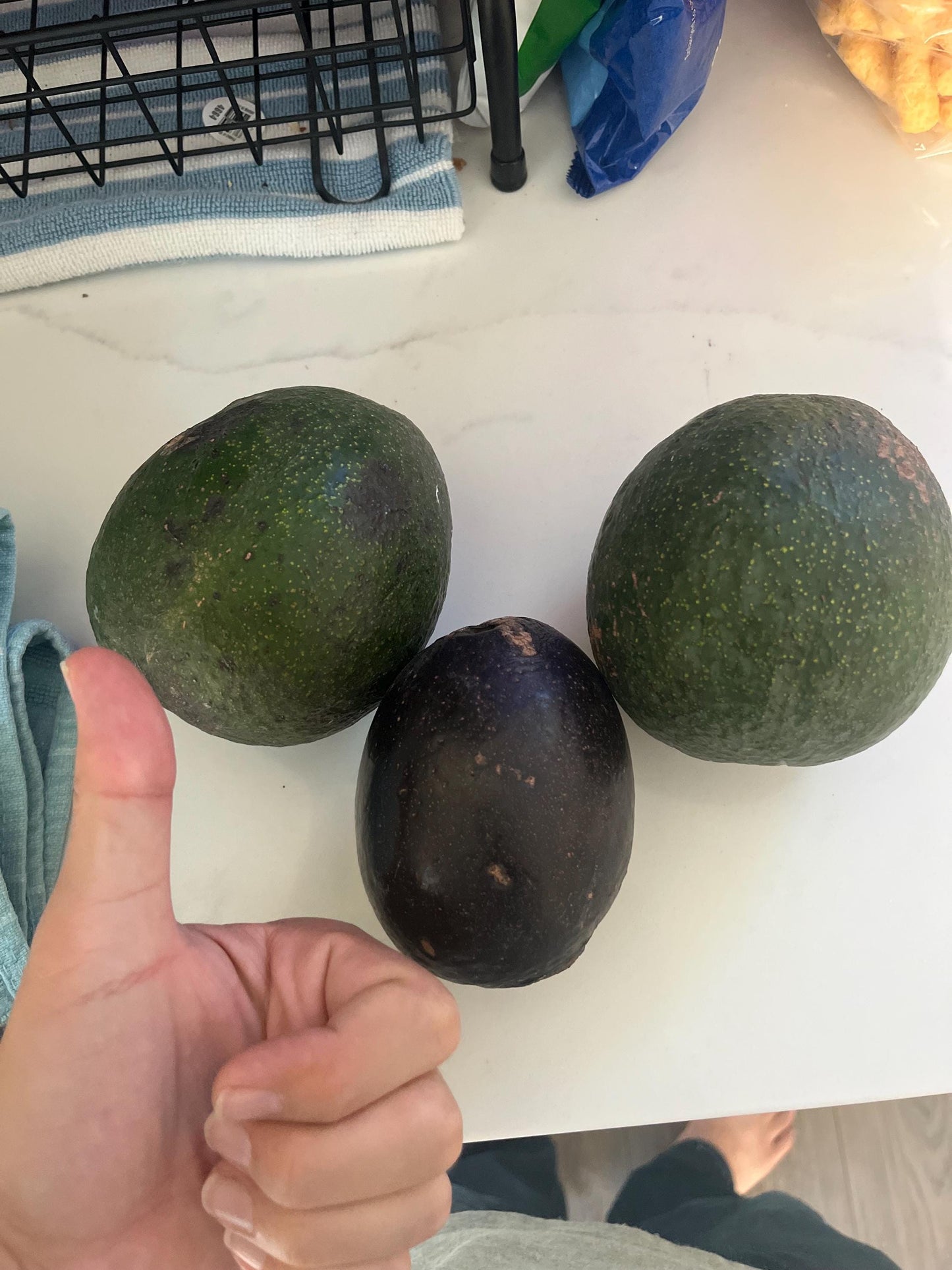 Avocado Scions/Cuttings (Budwood) for grafting