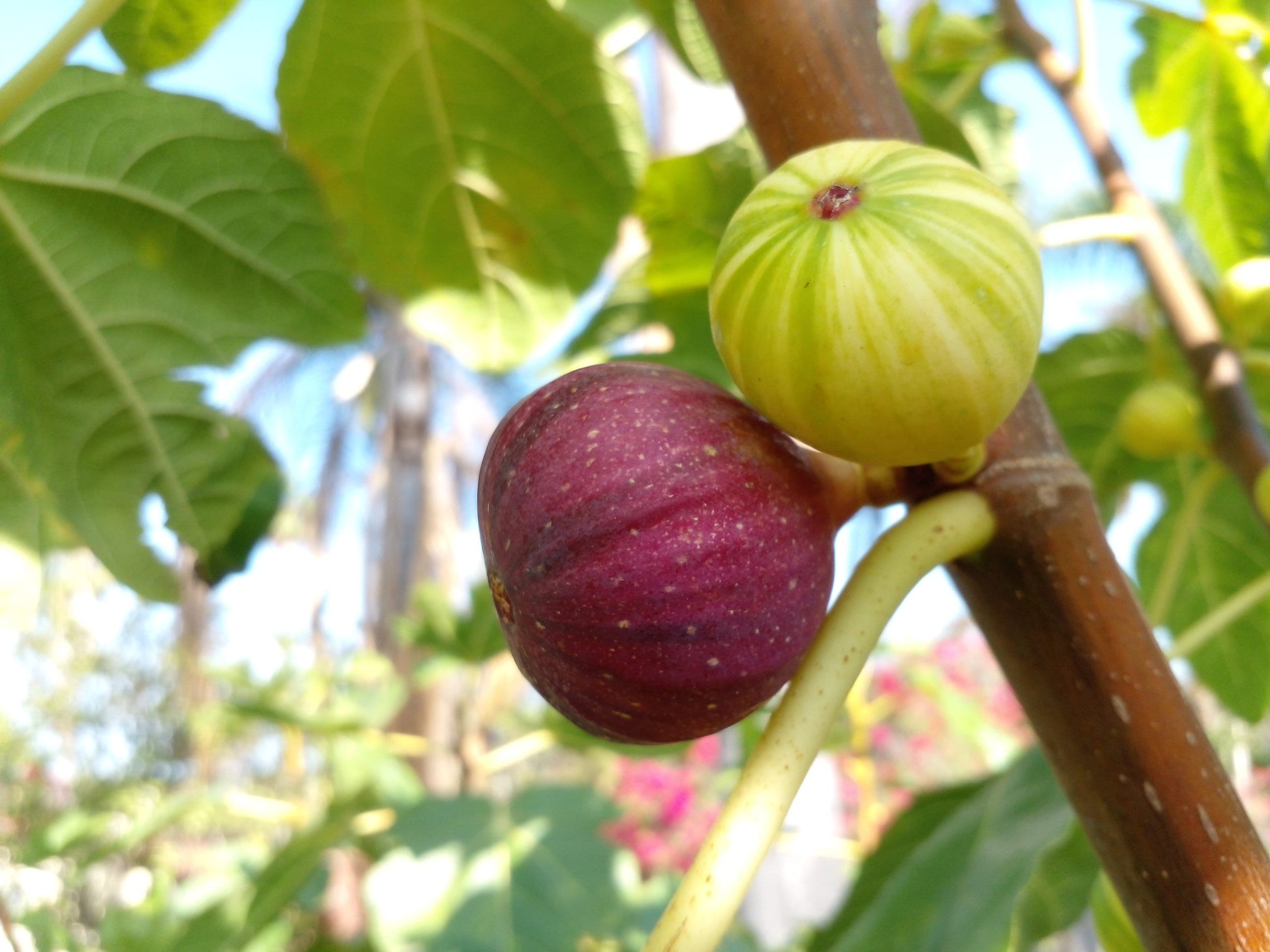Fresh Fig Tree Cuttings - Select Variety - Many Top Tier Varieties to Choose From