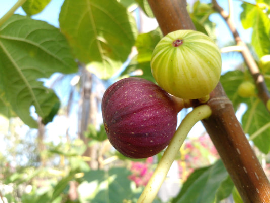 Fresh Fig Tree Cuttings - Select Variety - Many Top Tier Varieties to Choose From