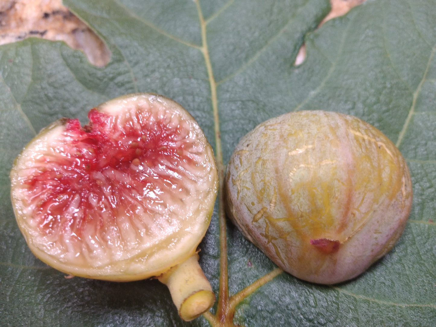 Fresh Fig Tree Cuttings - Select Variety - Many Top Tier Varieties to Choose From