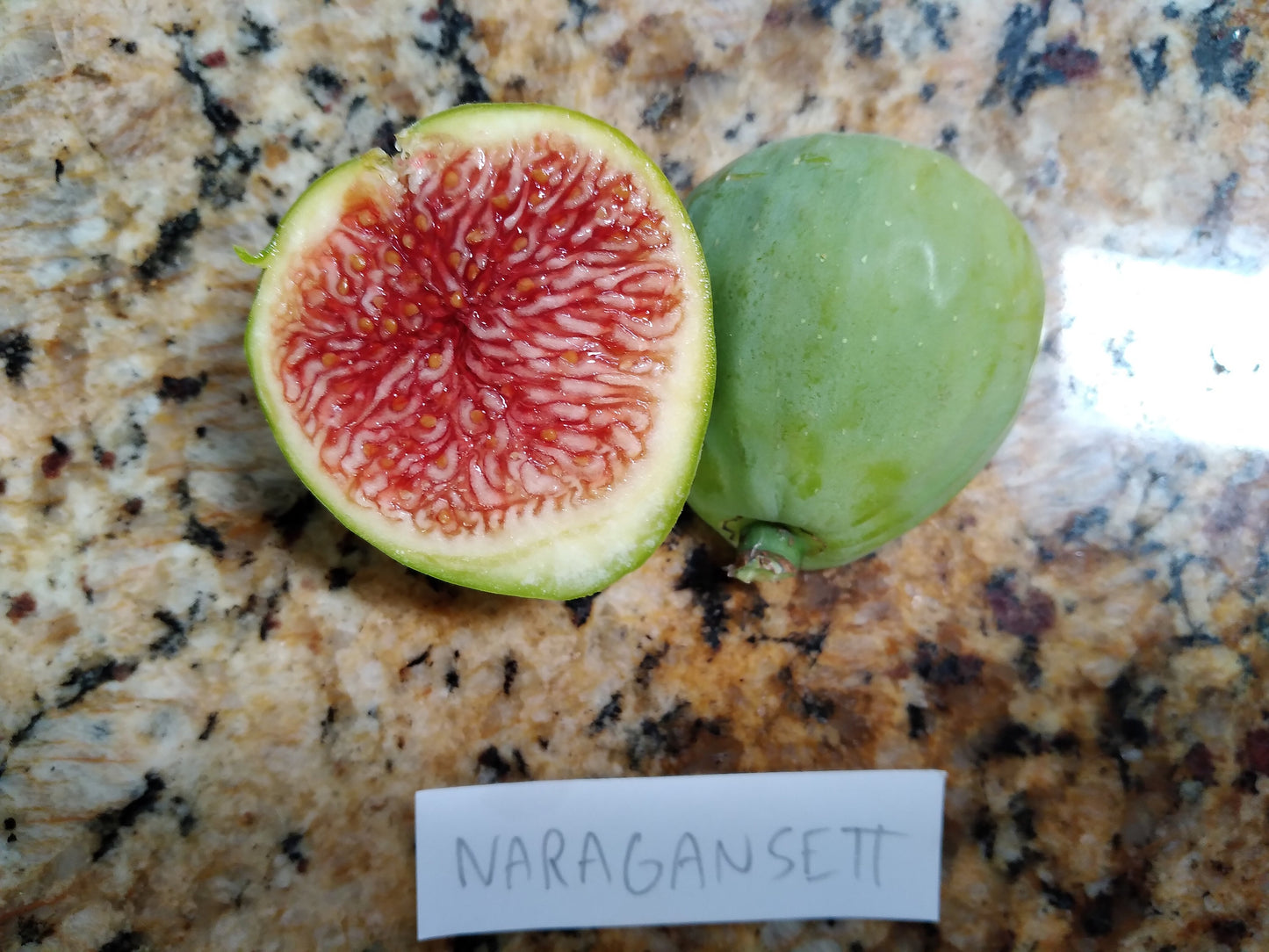 Fresh Fig Tree Cuttings - Select Variety - Many Top Tier Varieties to Choose From