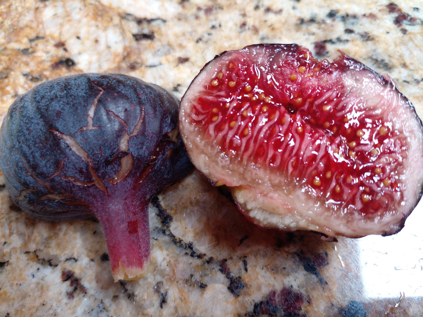 Fresh Fig Tree Cuttings - Select Variety - Many Top Tier Varieties to Choose From