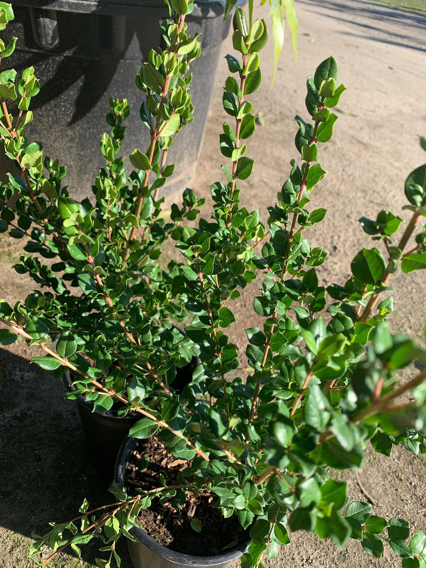 New* blueberry guava (luma apiculata) 1 live plant ship in 6" pot