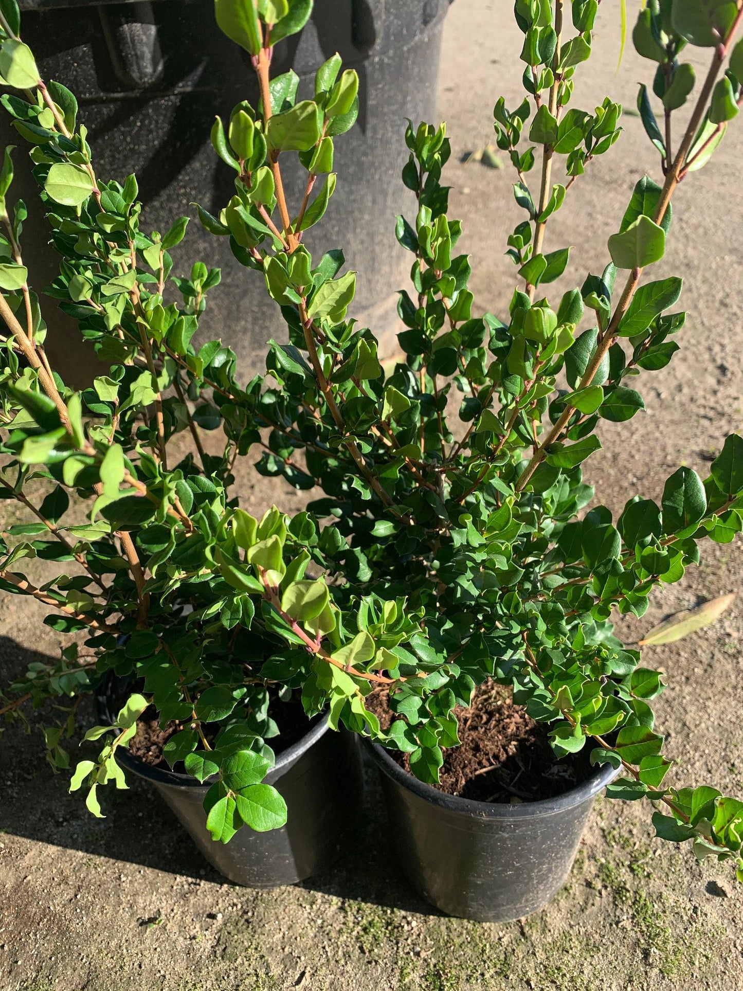 New* blueberry guava (luma apiculata) 1 live plant ship in 6" pot