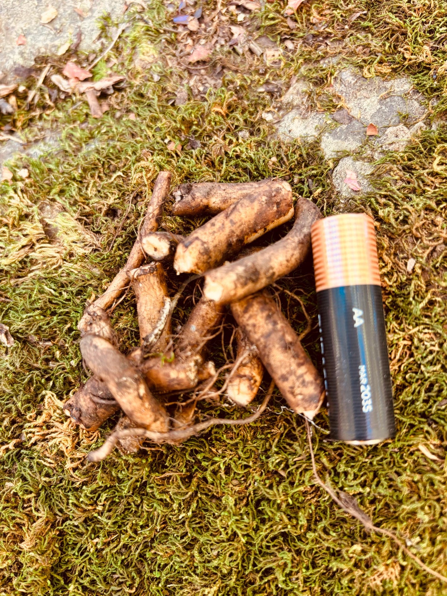 Comfrey Root Cuttings (Bocking 14) - 5 or 10 Root Pieces, Living Mulch, Medicinal, Soil Builder, Supports The Homestead Exchange