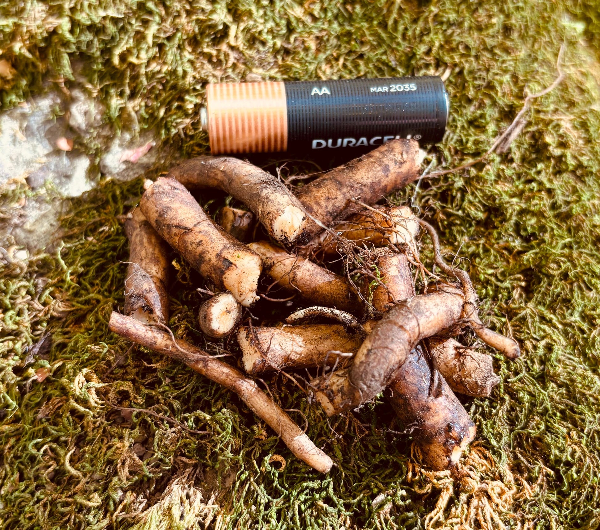 Comfrey Root Cuttings (Bocking 14) - 5 or 10 Root Pieces, Living Mulch, Medicinal, Soil Builder, Supports The Homestead Exchange
