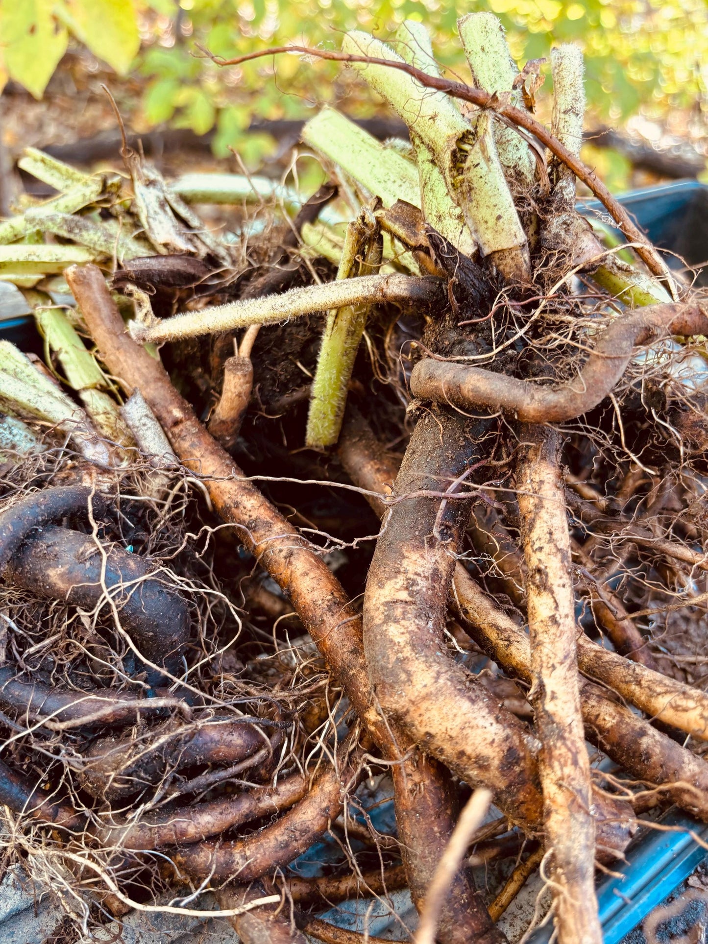 Comfrey Root Cuttings (Bocking 14) - 5 or 10 Root Pieces, Living Mulch, Medicinal, Soil Builder, Supports The Homestead Exchange