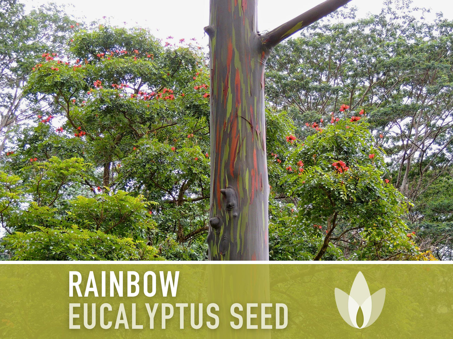 Eucalyptus Rainbow Gum Tree - 100 Seeds - Heirloom Seeds, Indonesian Gum, Fast Growing, Ornamental, Shade Tree, Eucalyptus Deglupta, Non-GMO