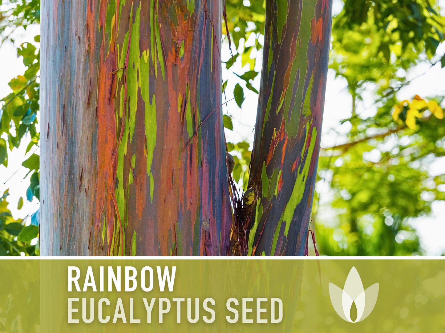 Eucalyptus Rainbow Gum Tree - 100 Seeds - Heirloom Seeds, Indonesian Gum, Fast Growing, Ornamental, Shade Tree, Eucalyptus Deglupta, Non-GMO