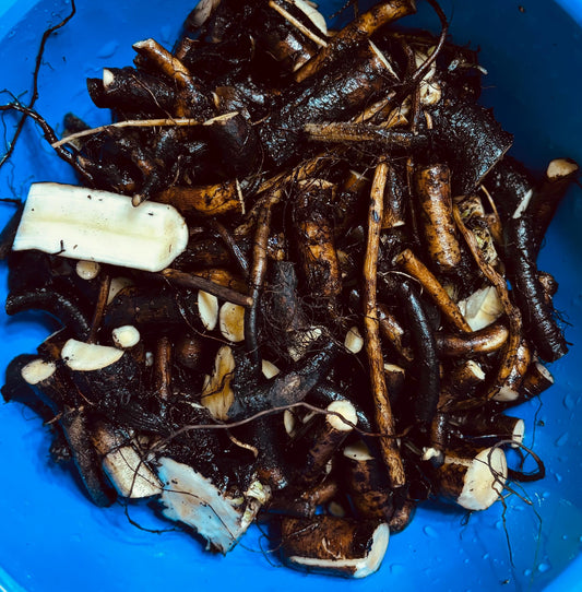 Comfrey Root Cuttings (Bocking 14) - 5 or 10 Root Pieces, Living Mulch, Medicinal, Soil Builder, Supports The Homestead Exchange