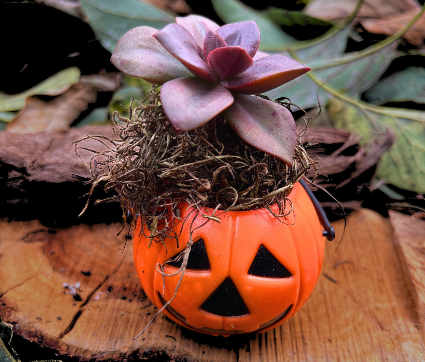 Mini Halloween Succulent: Spooky Jack O' Lantern Plant Decor