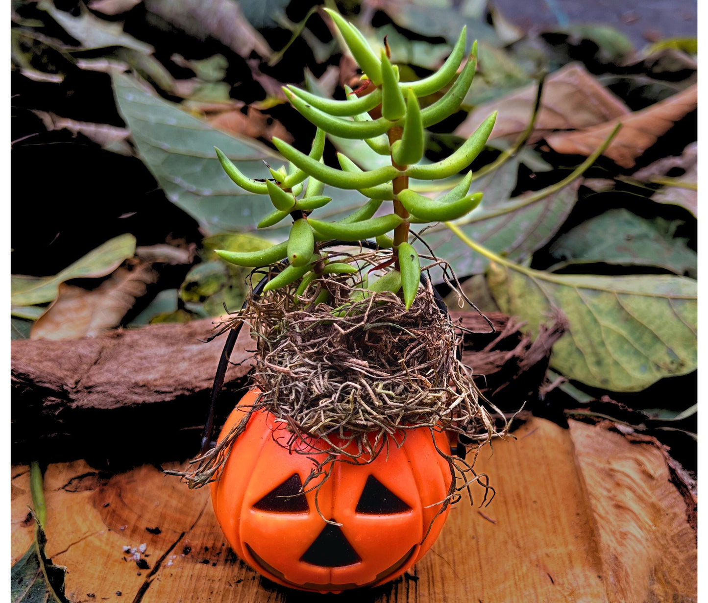 Mini Halloween Succulent: Spooky Jack O' Lantern Plant Decor