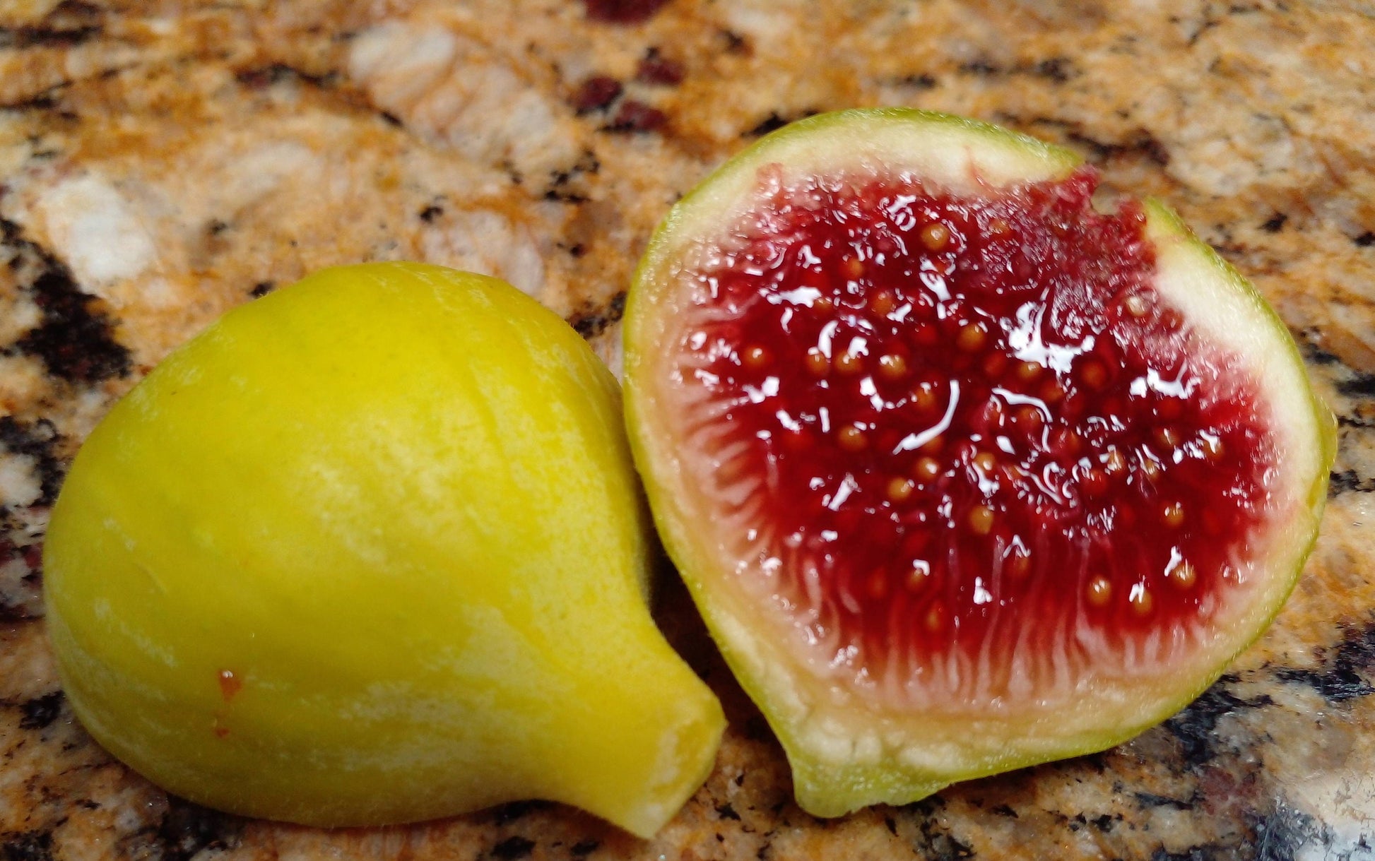 Fresh Fig Tree Cuttings - Select Variety - Many Top Tier Varieties to Choose From