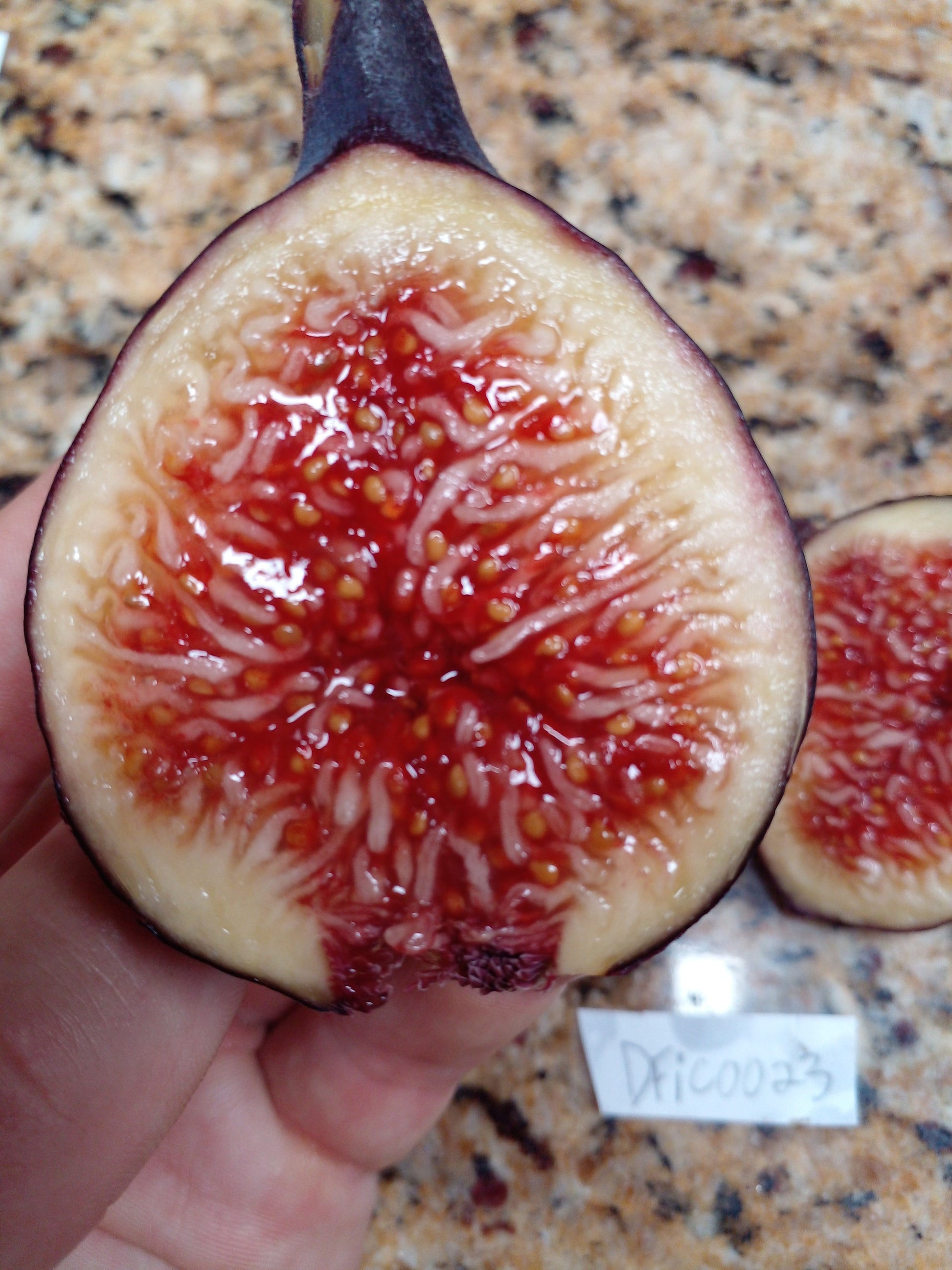 Fresh Fig Tree Cuttings - Select Variety - Many Top Tier Varieties to Choose From