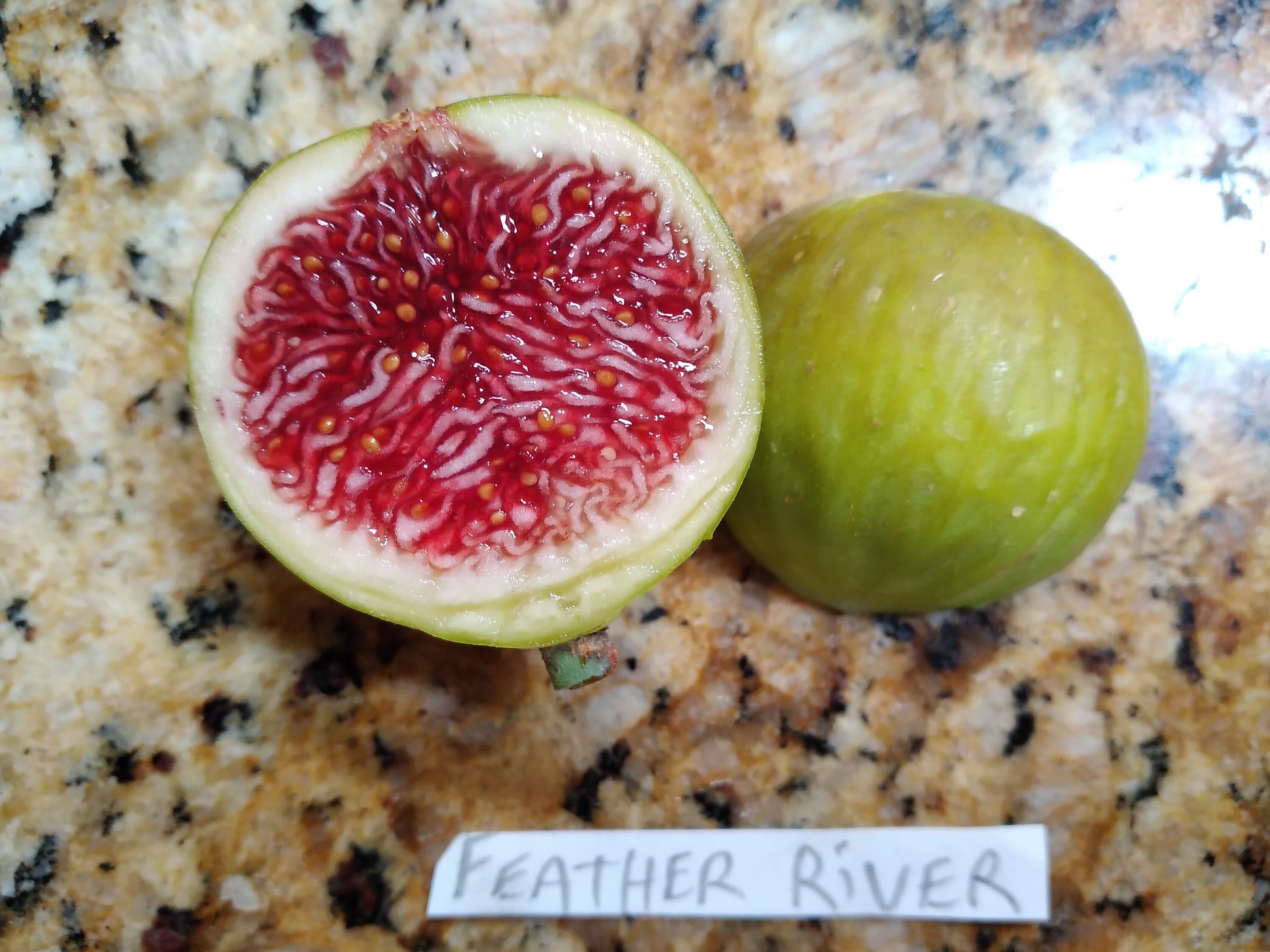 Fresh Fig Tree Cuttings - Select Variety - Many Top Tier Varieties to Choose From