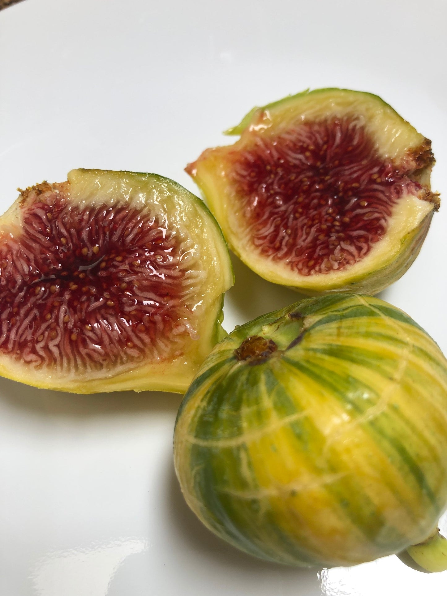 Fresh Fig Tree Cuttings - Select Variety - Many Top Tier Varieties to Choose From