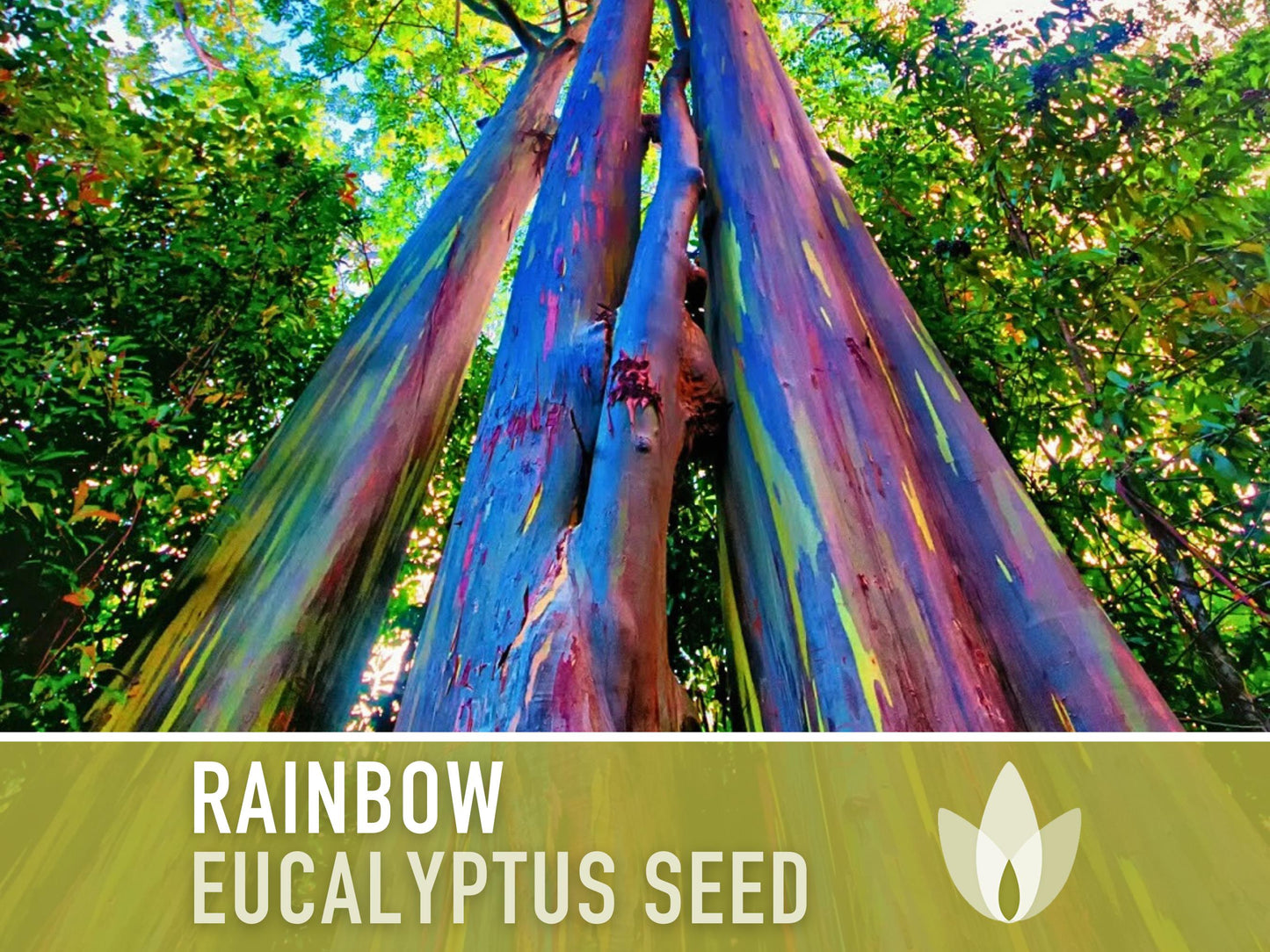 Eucalyptus Rainbow Gum Tree - 100 Seeds - Heirloom Seeds, Indonesian Gum, Fast Growing, Ornamental, Shade Tree, Eucalyptus Deglupta, Non-GMO