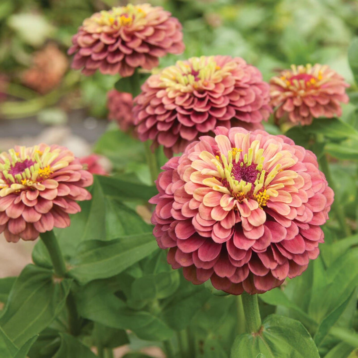 30 Seeds | Queen Red Lime Zinnia elegans Seeds - Authentic - Open-Pollinated -Organic -Flower Seeds - Mix Seeds to Plant -B5G1 #8223